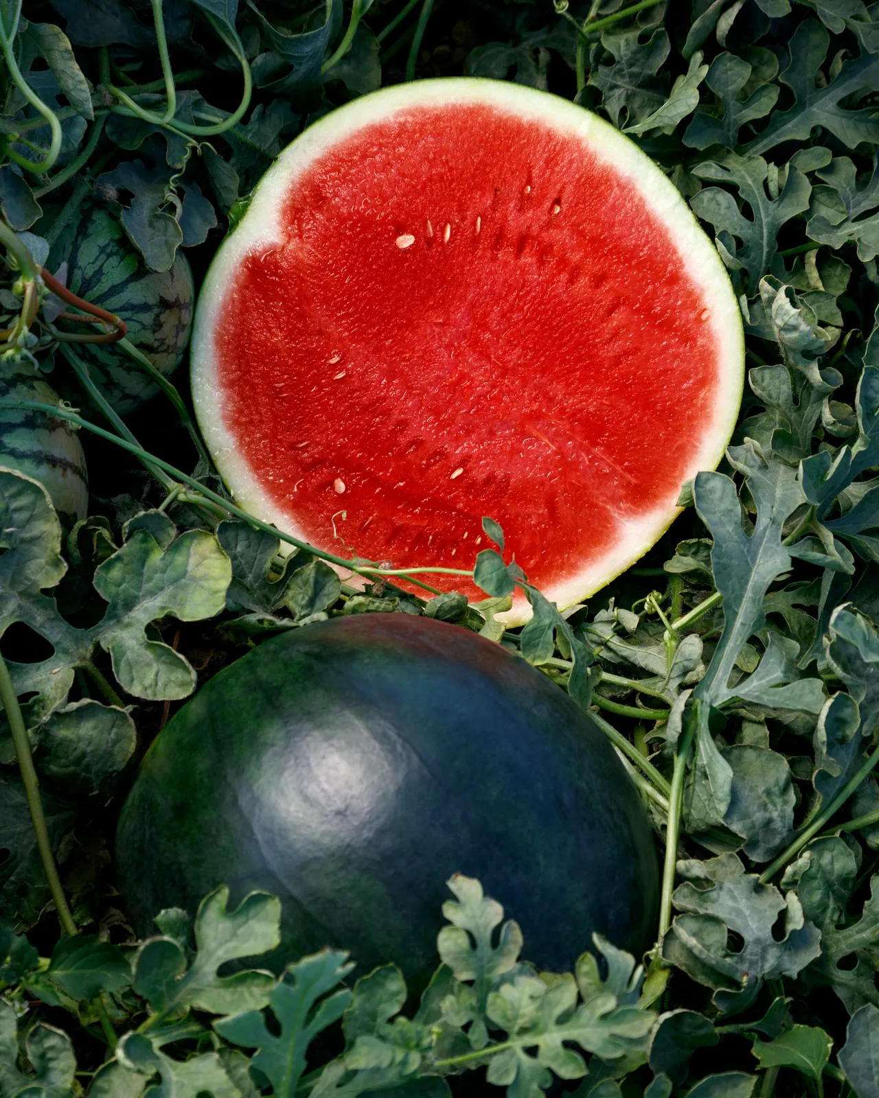 Eclipse Watermelon