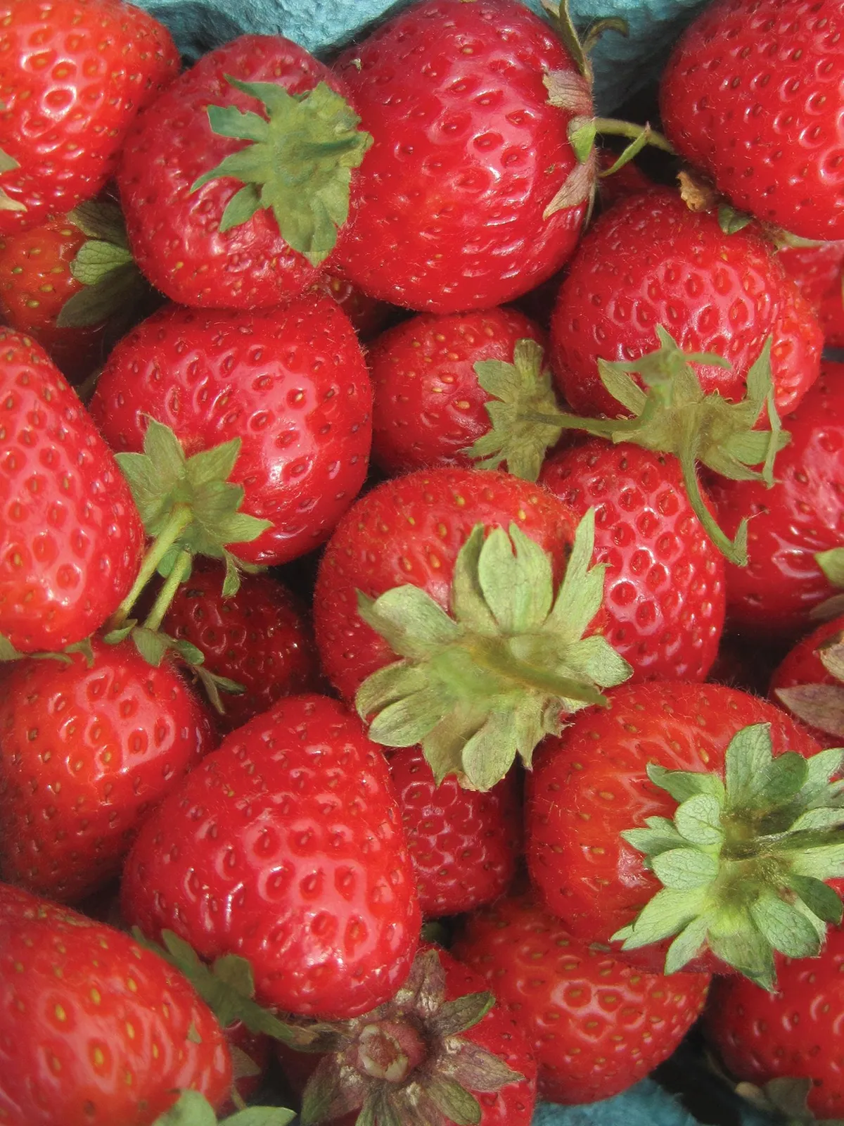 Sweet Charlie Strawberries