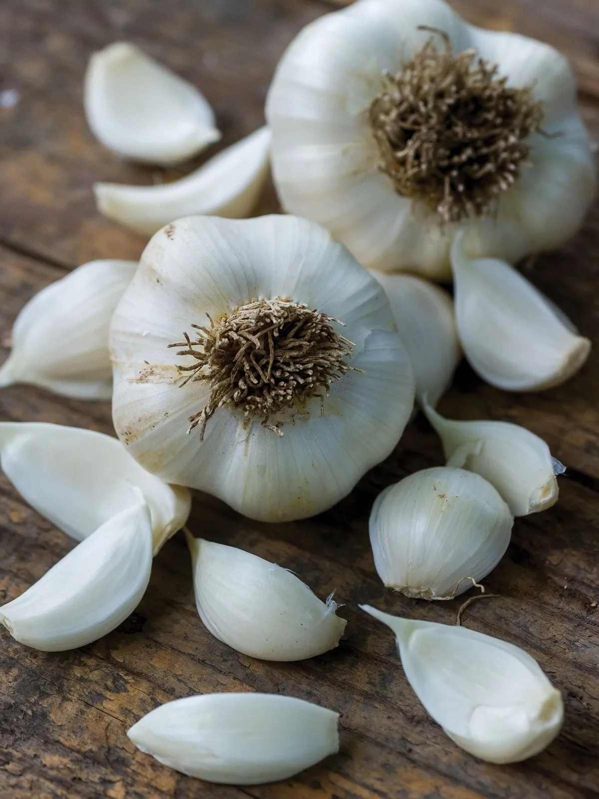 Silver Rose Garlic