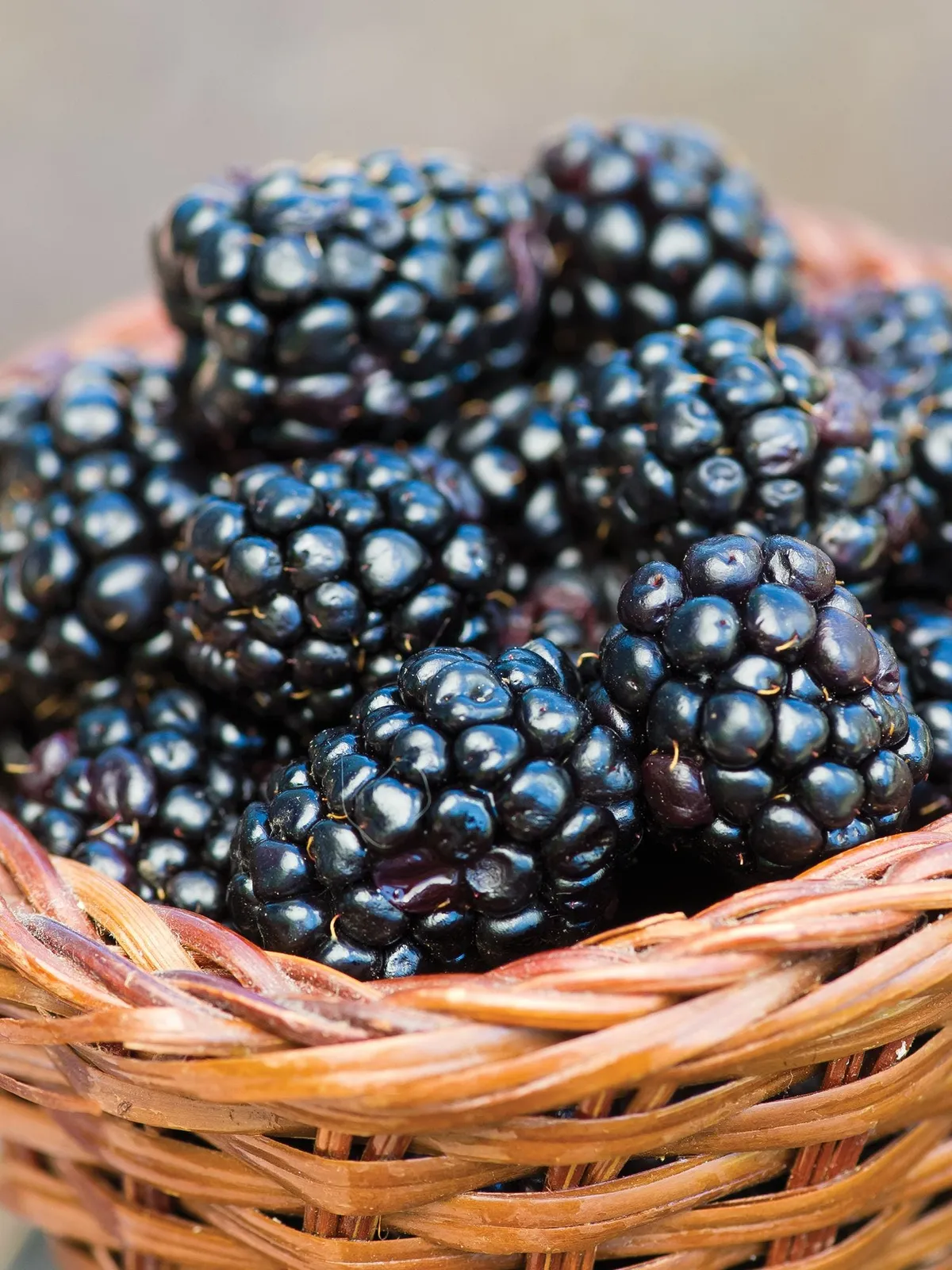Prime-Ark 45Â® Blackberries