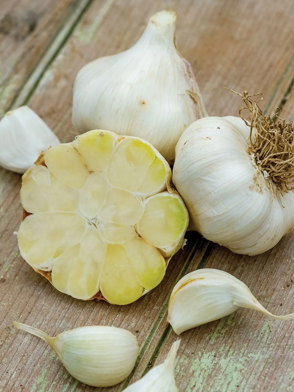 Transylvania Garlic