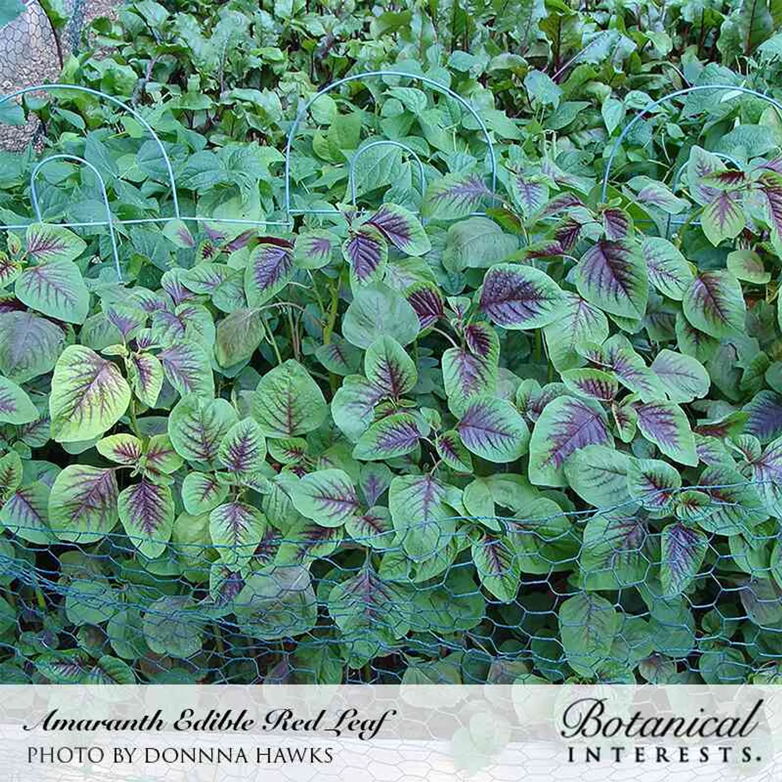 Edible Red Leaf Amaranth
