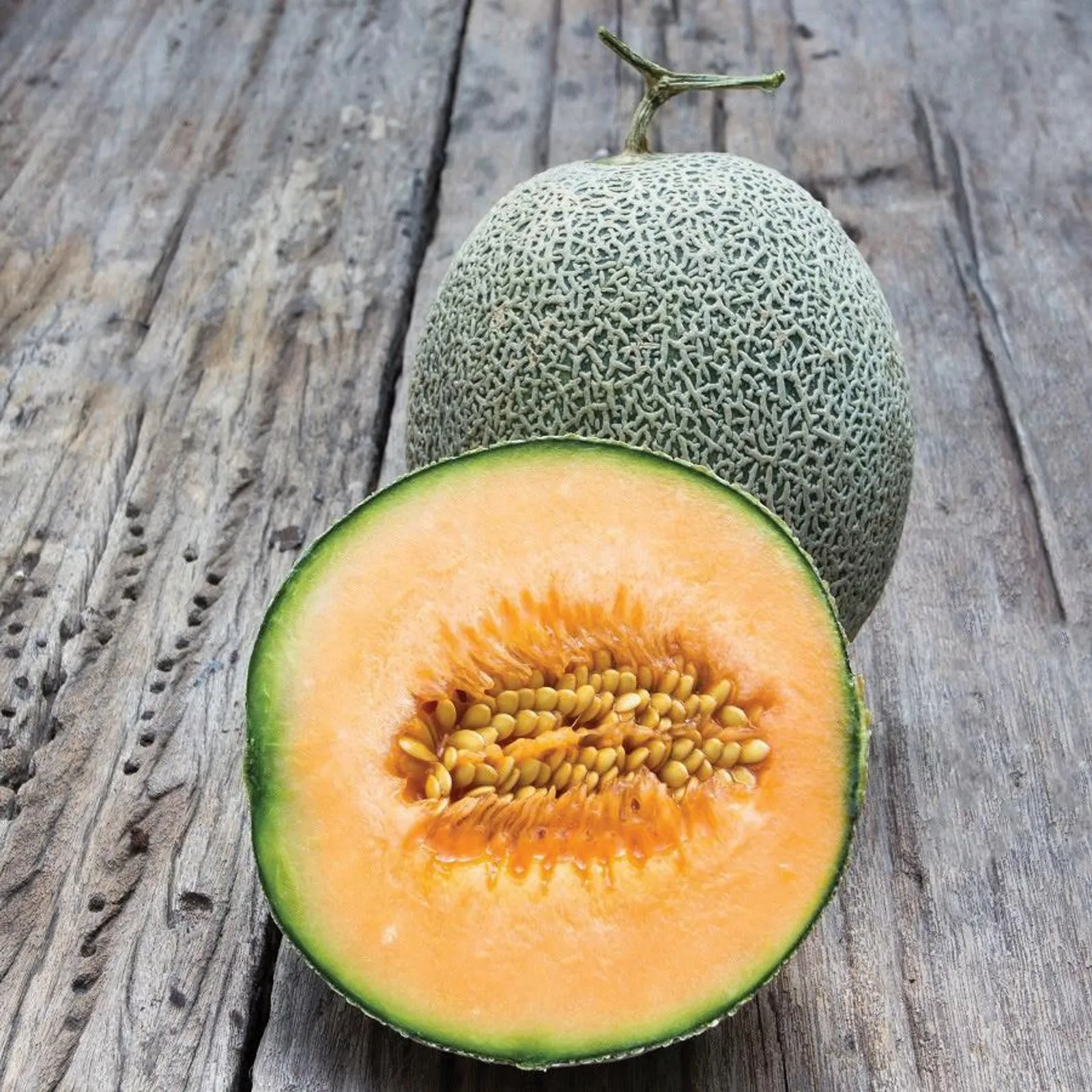 Edisto 47 Melon Cantaloupe