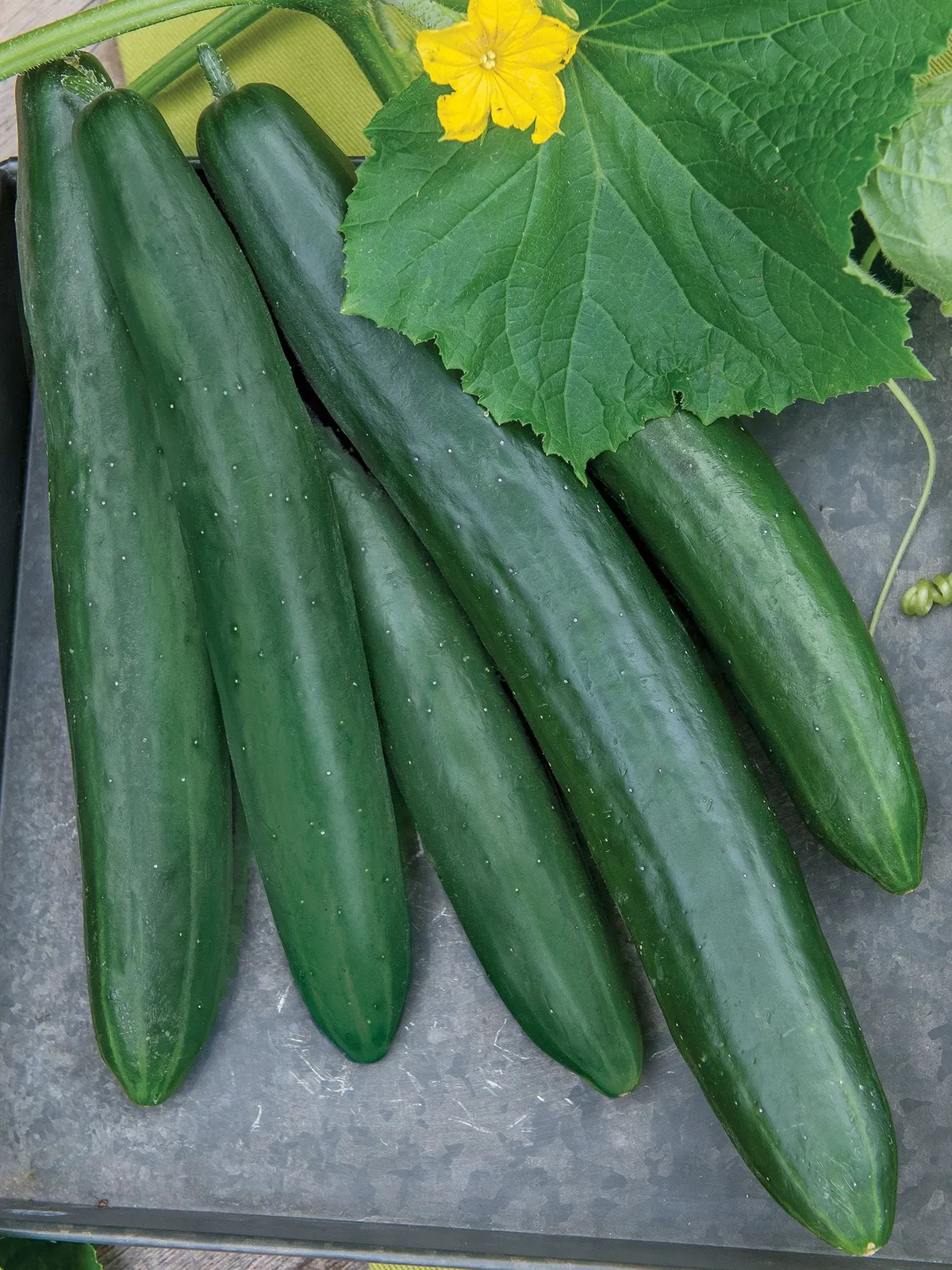 Summer Dance Hybrid Cucumbers