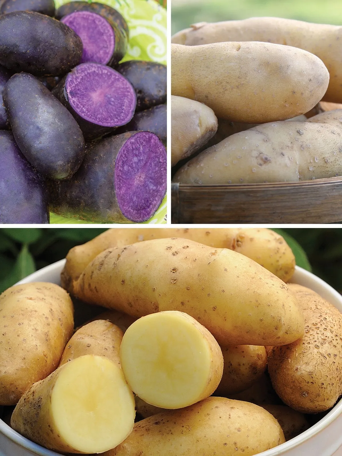 Fingerling Collection