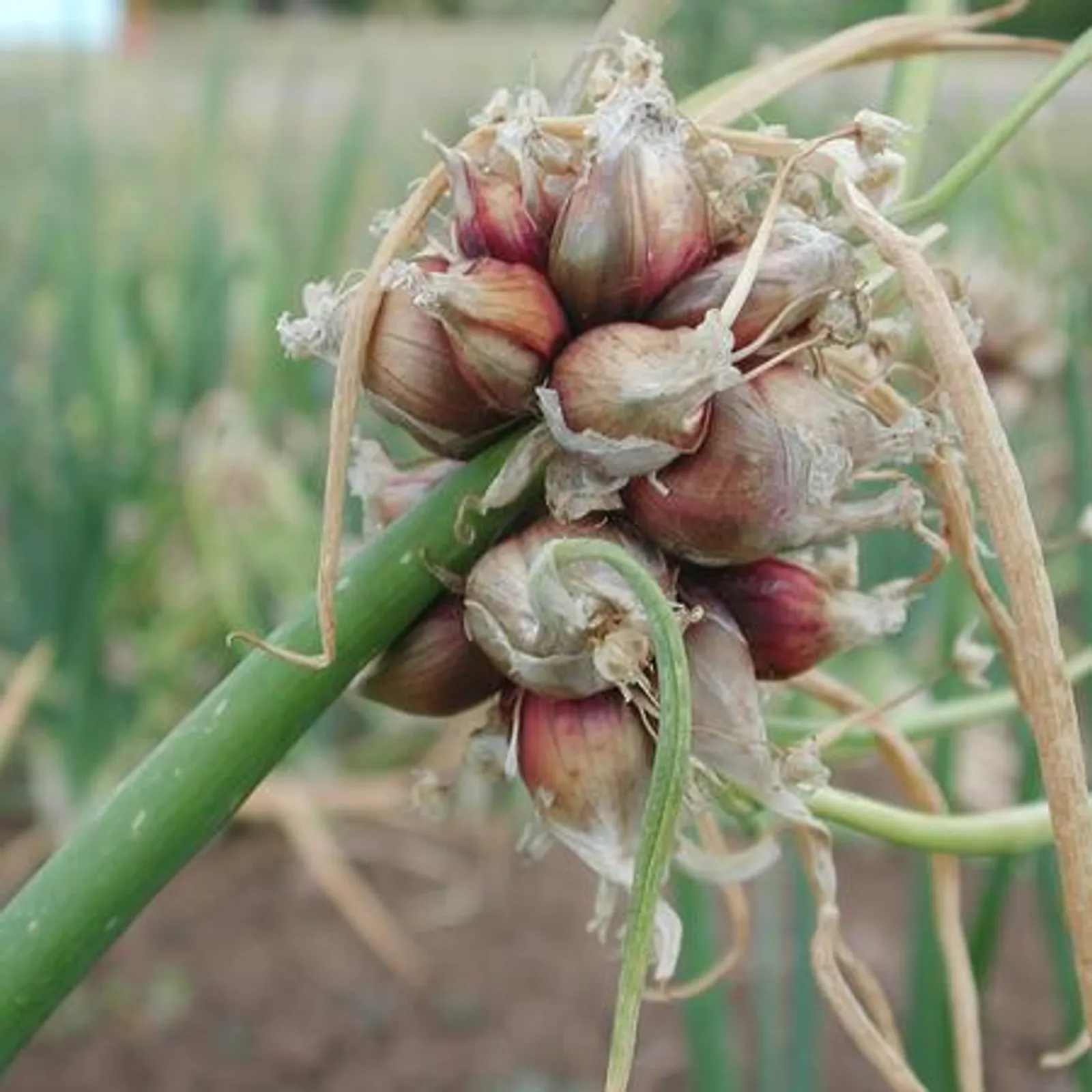 Egyptian Walking Onions