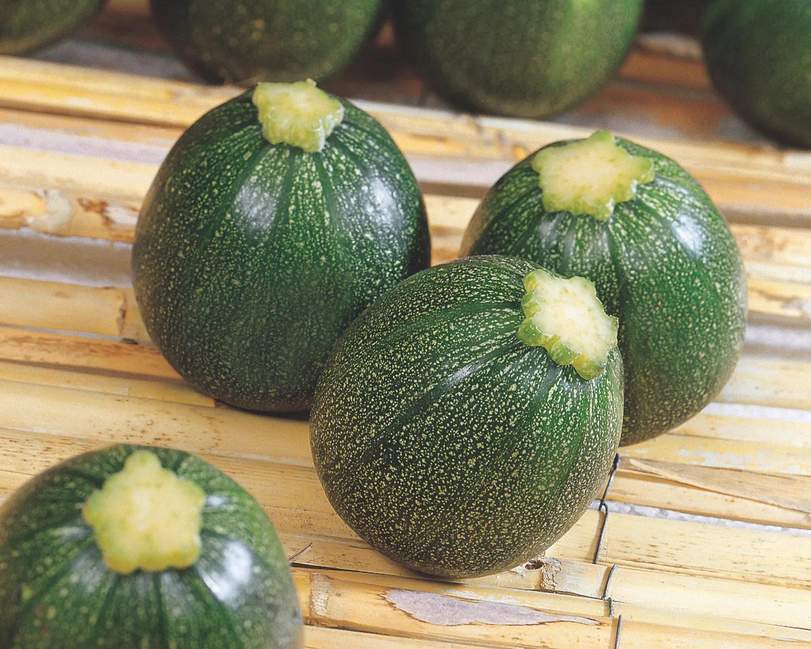 Eight Ball Zucchini Squash