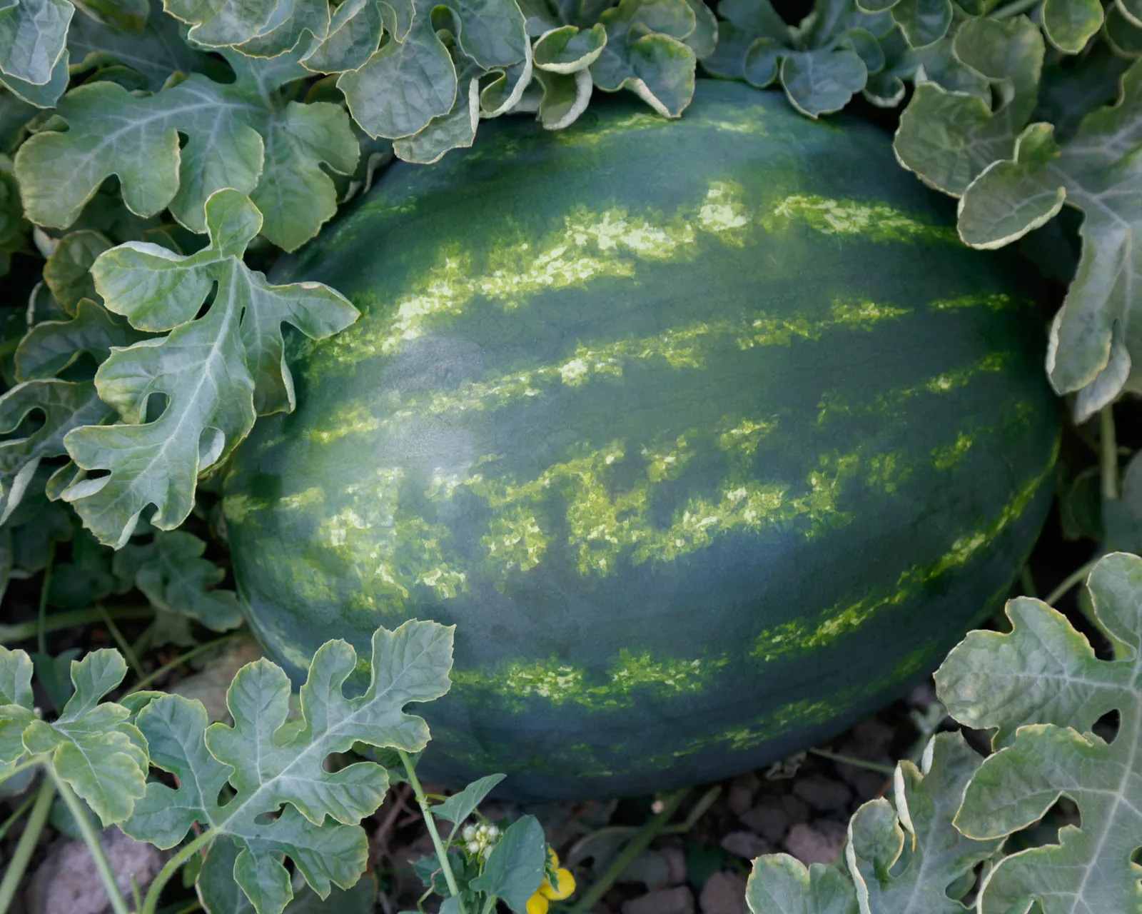 El Capitan Watermelon