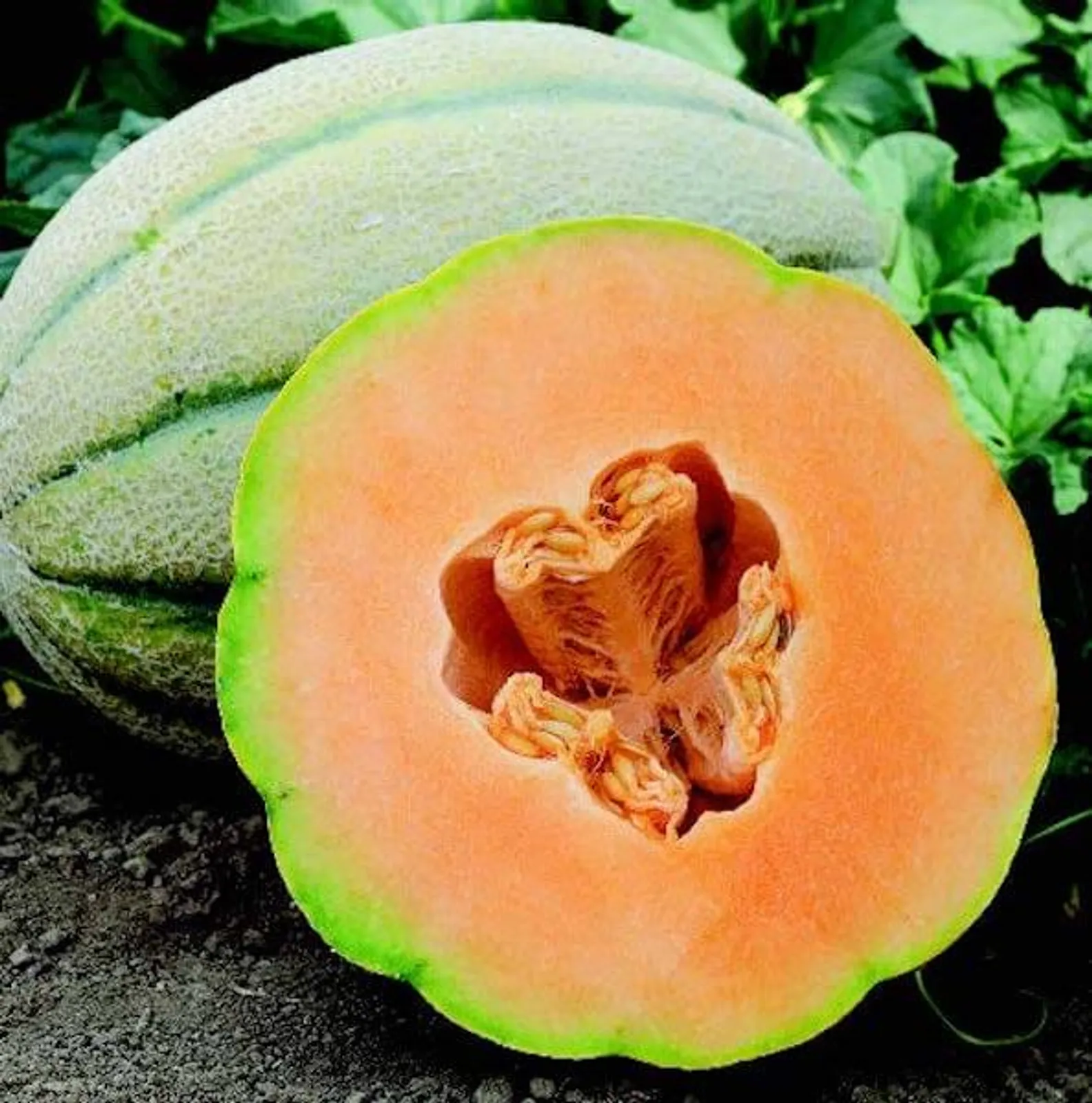 El Gordo Cantaloupe