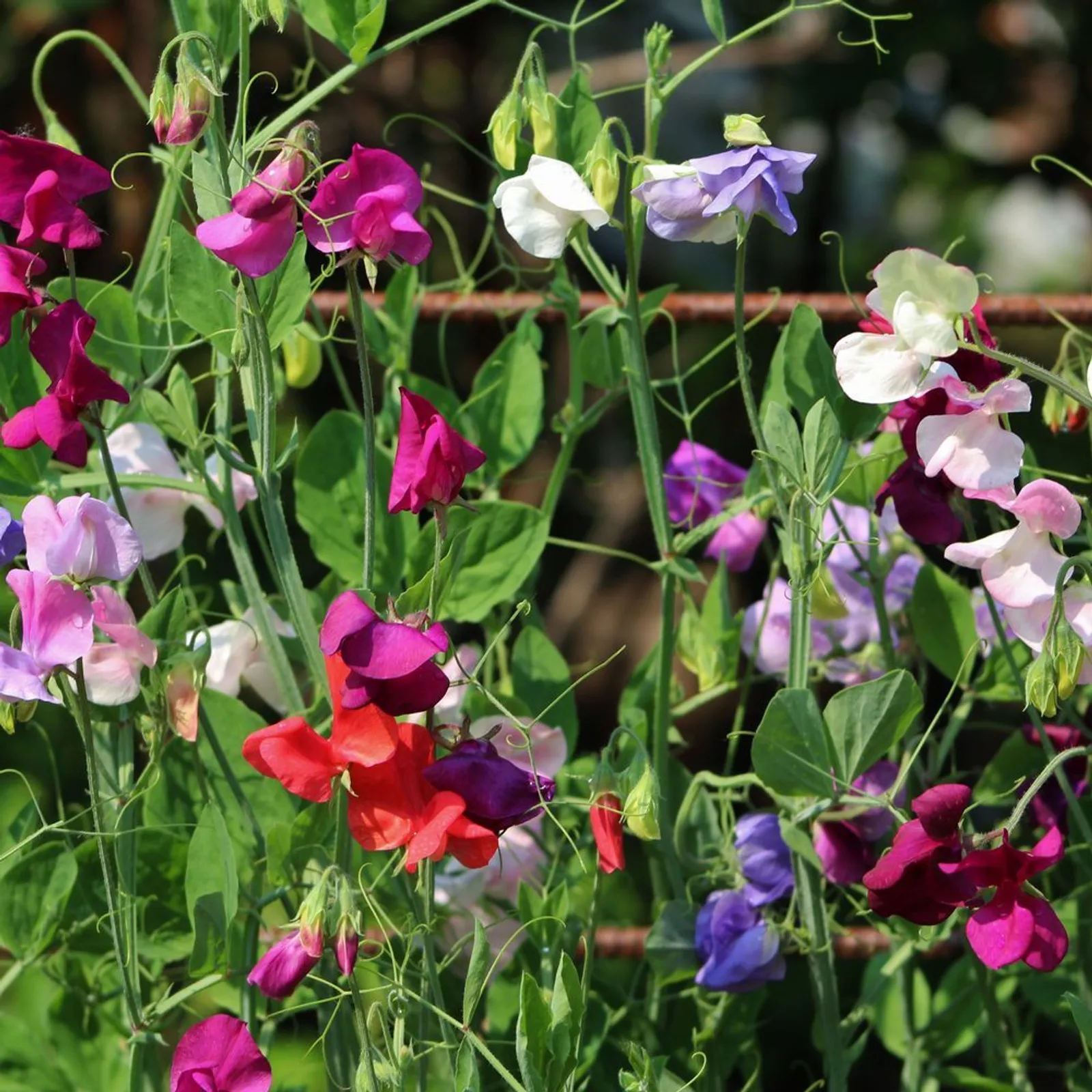 Elegance Blend Sweet Peas