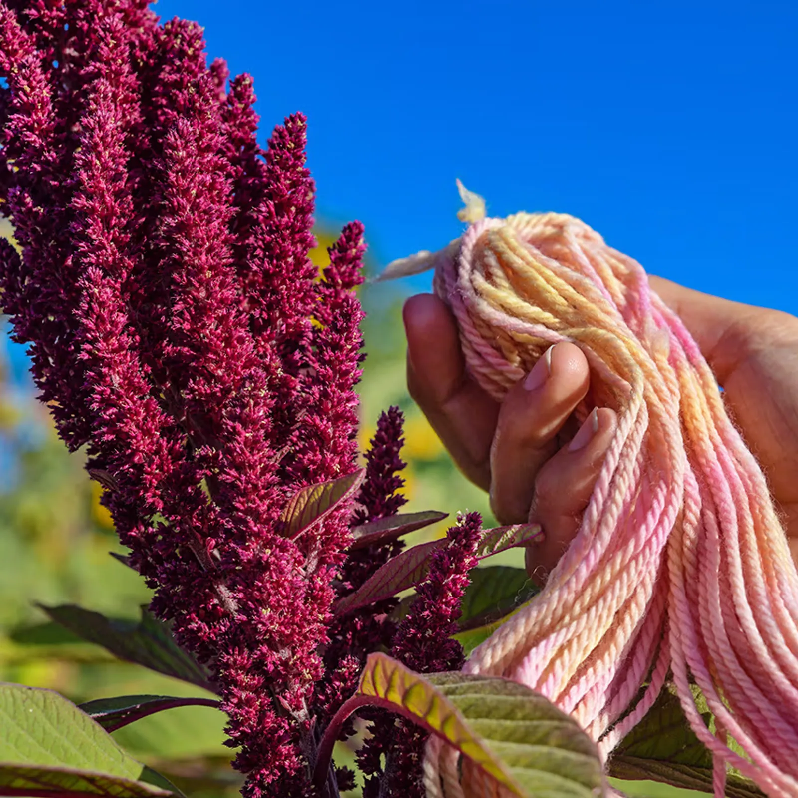 Elena's Rojo Amaranth