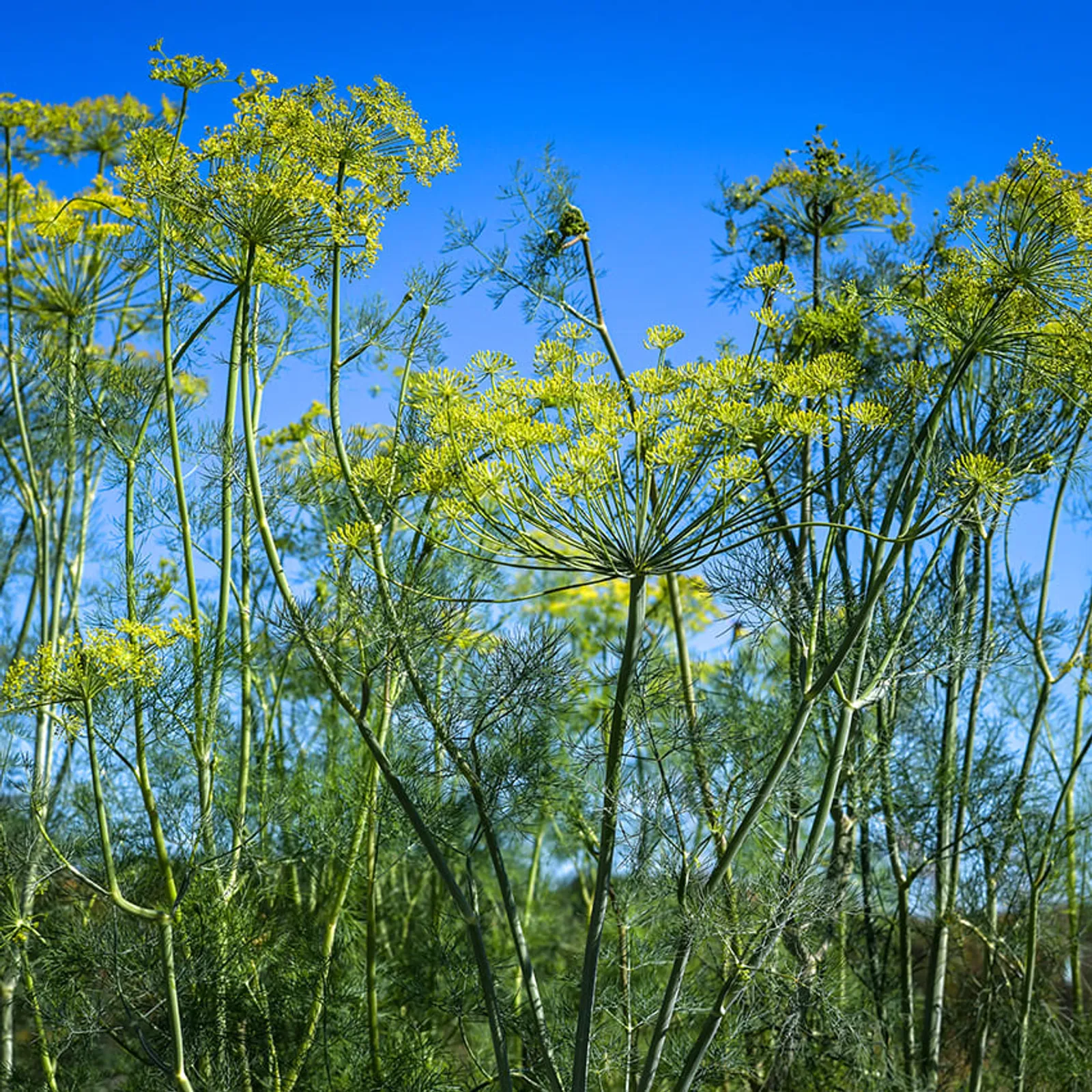 Elephant Dill