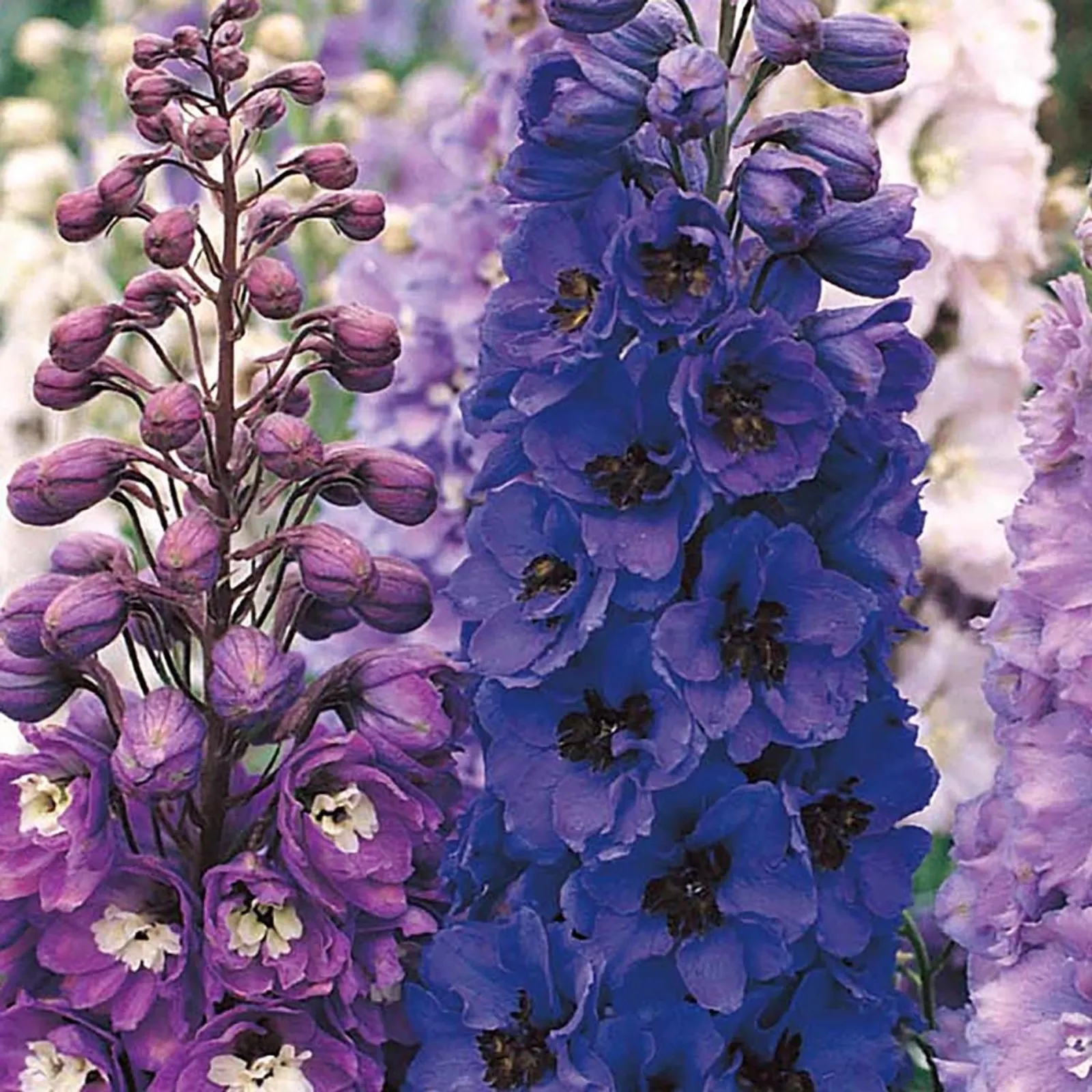 Emerald Pacific Mix Delphinium