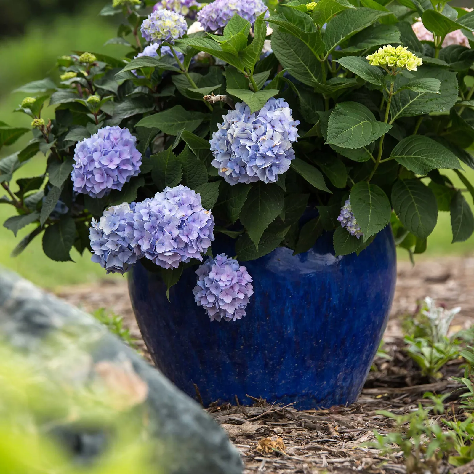 Endless Summer Hydrangea