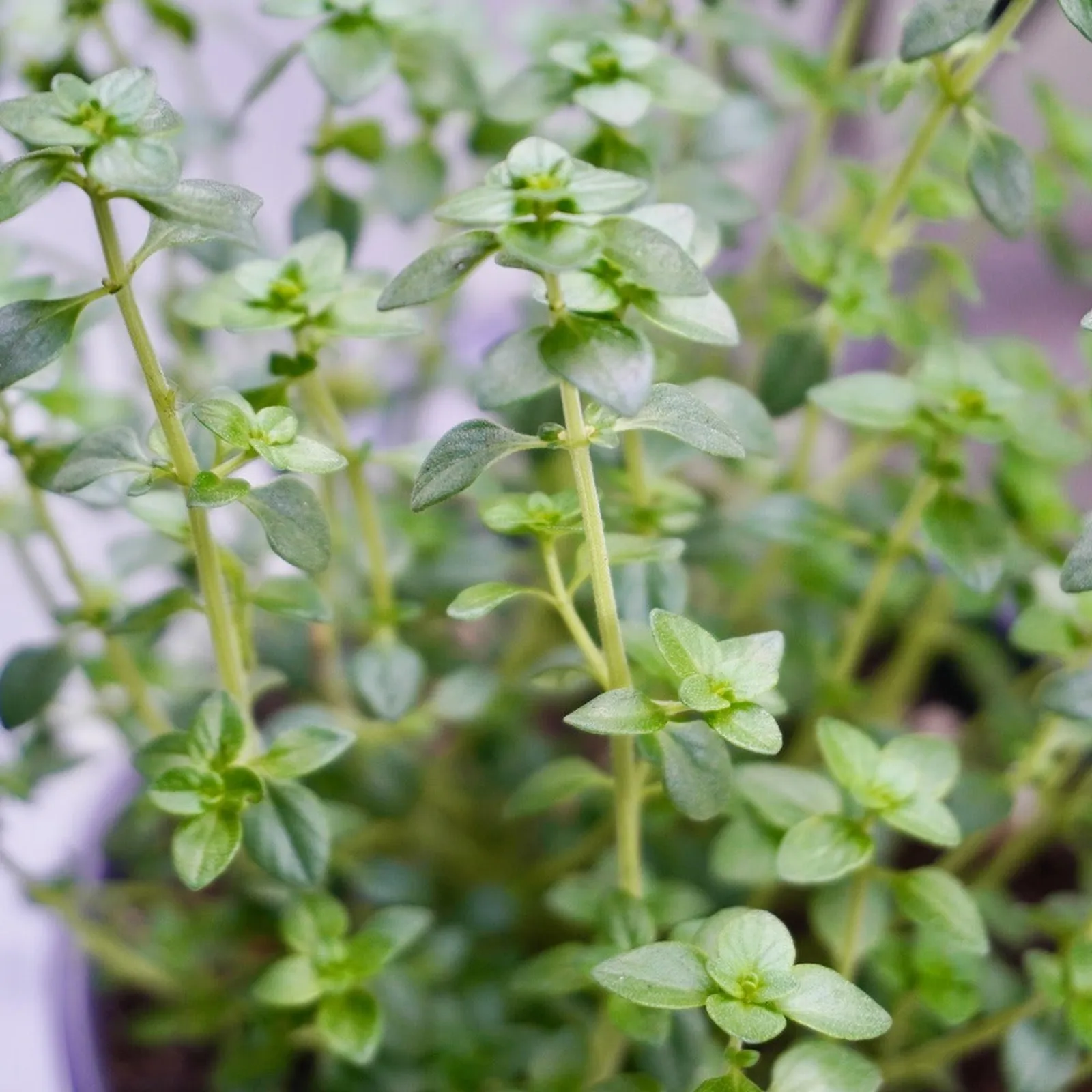 English Thyme