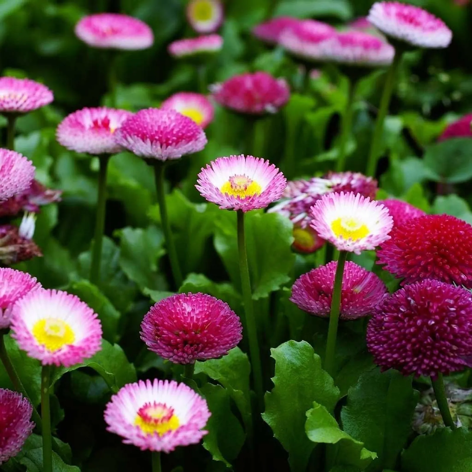English, Double Mixed Colors Daisy