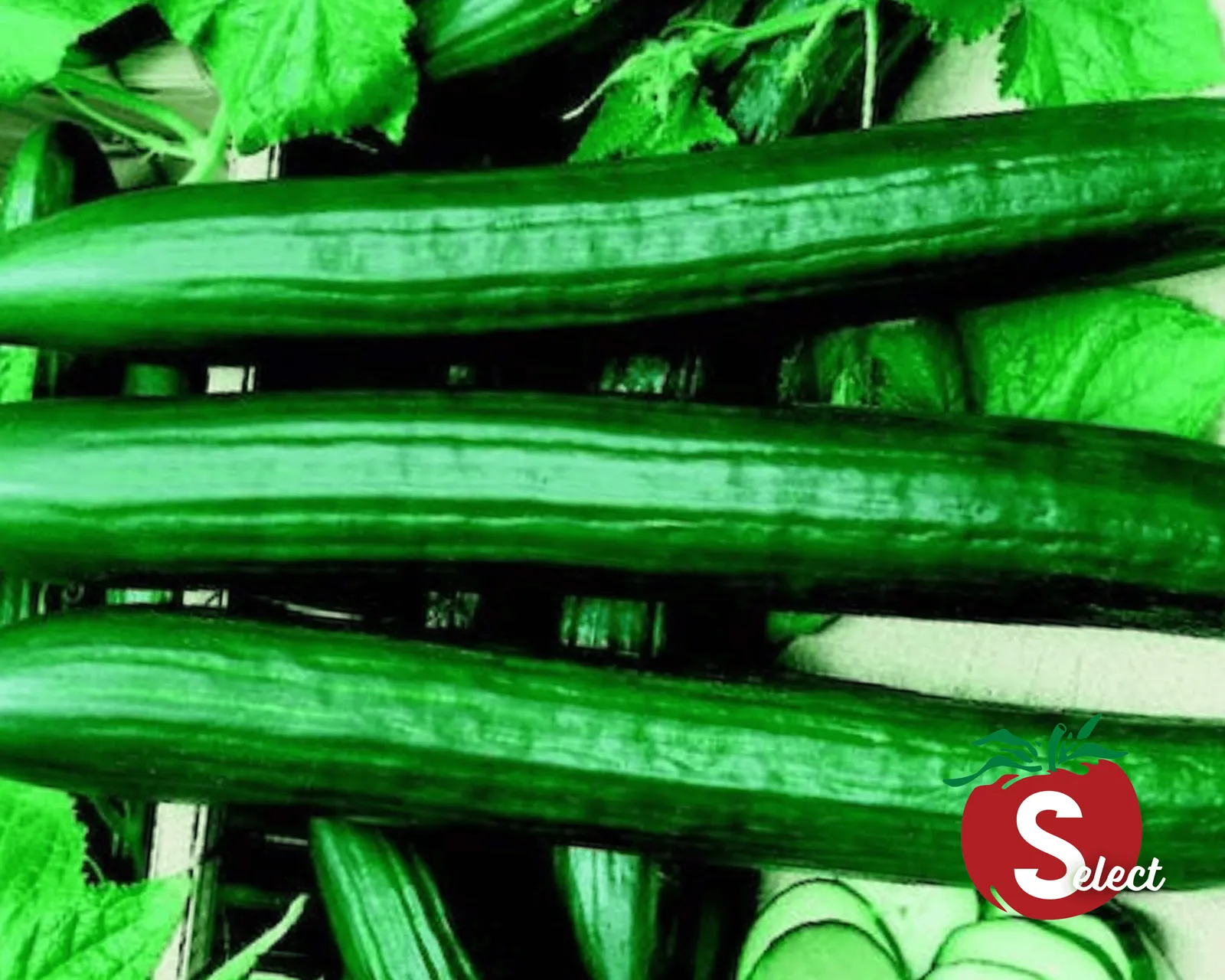 English Sweet Long Slim Cucumbers