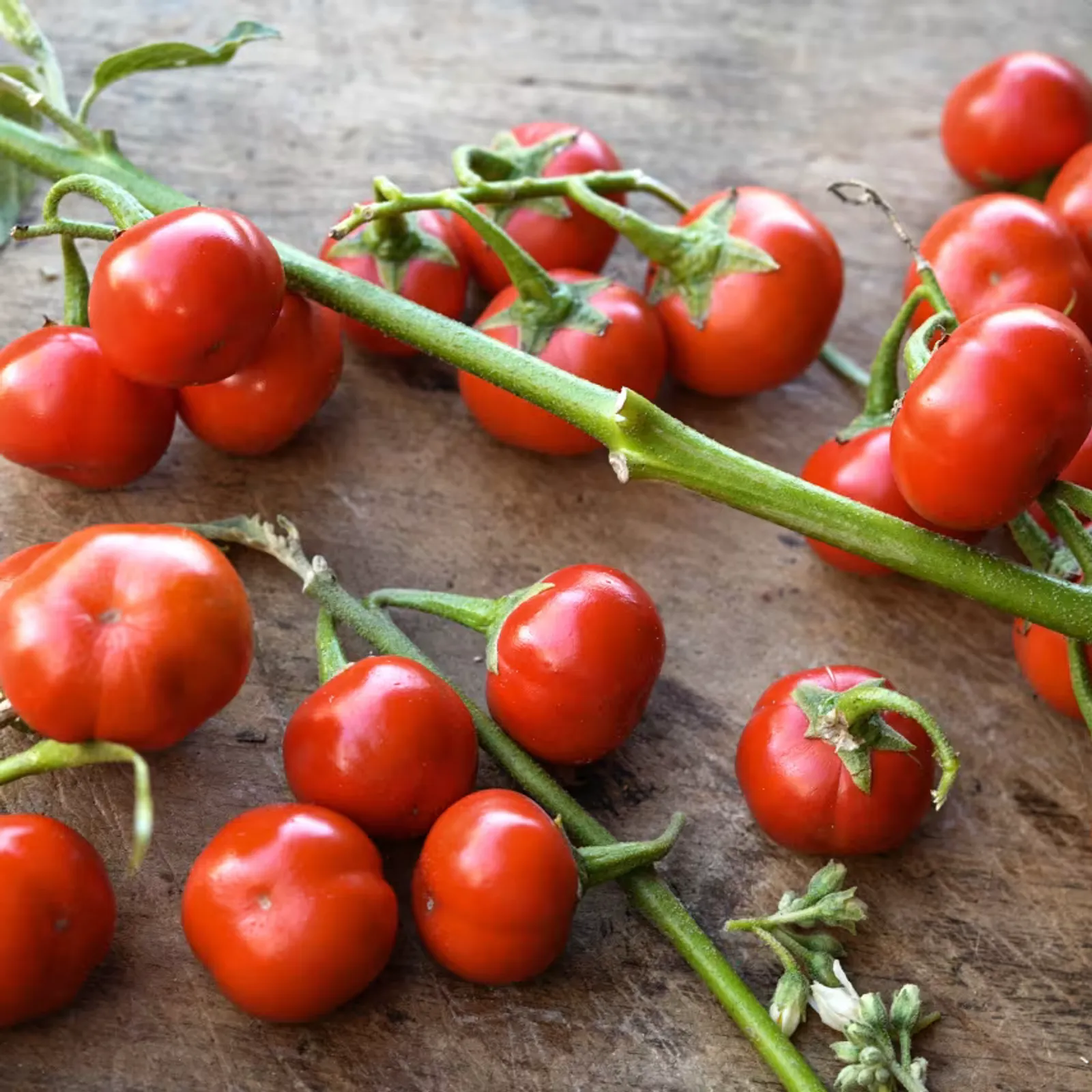 Ensoro Ewia Eggplant
