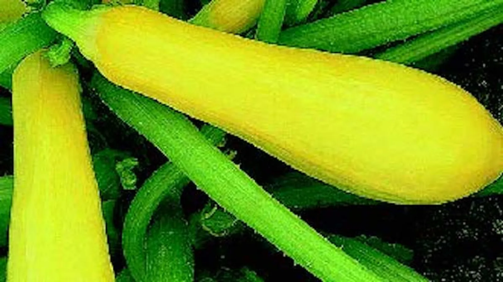 Enterprise Squash