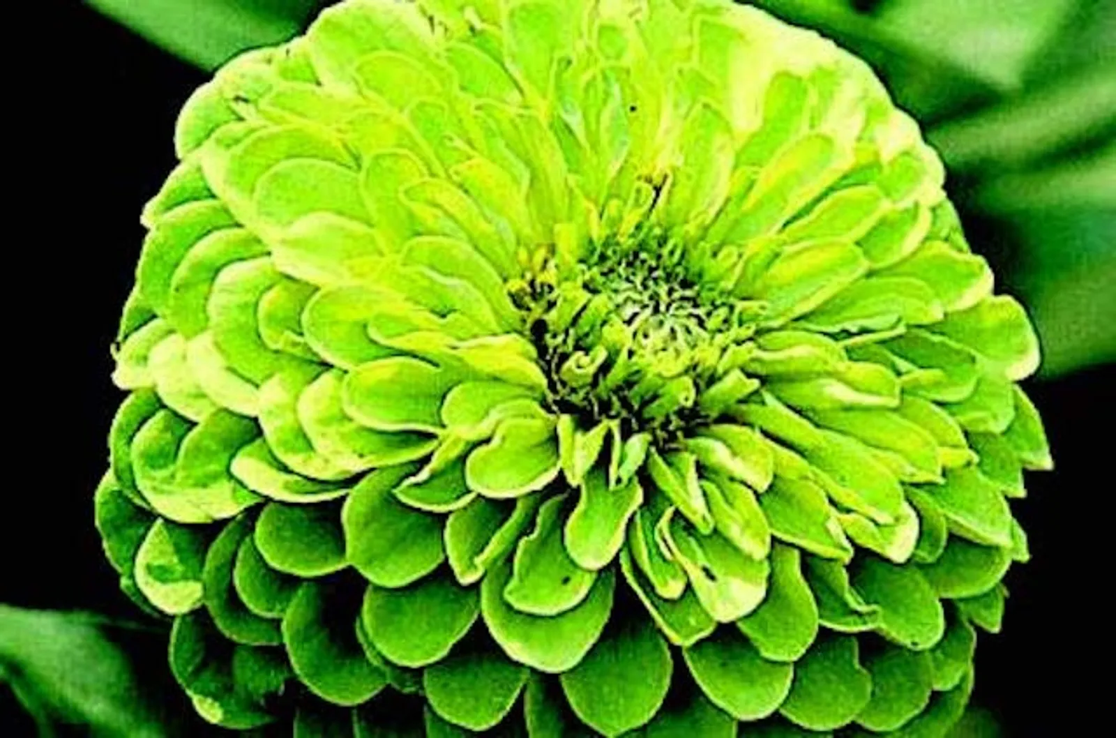 Envy Zinnia