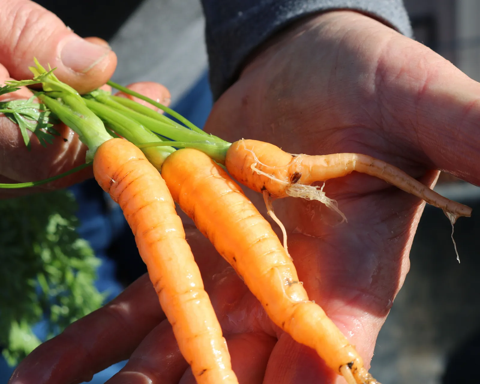 Envy Carrots