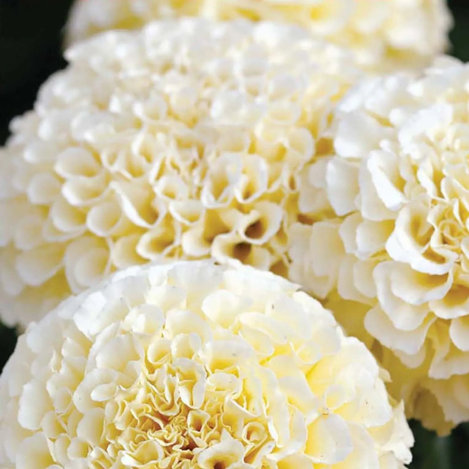 Eskimo Marigold