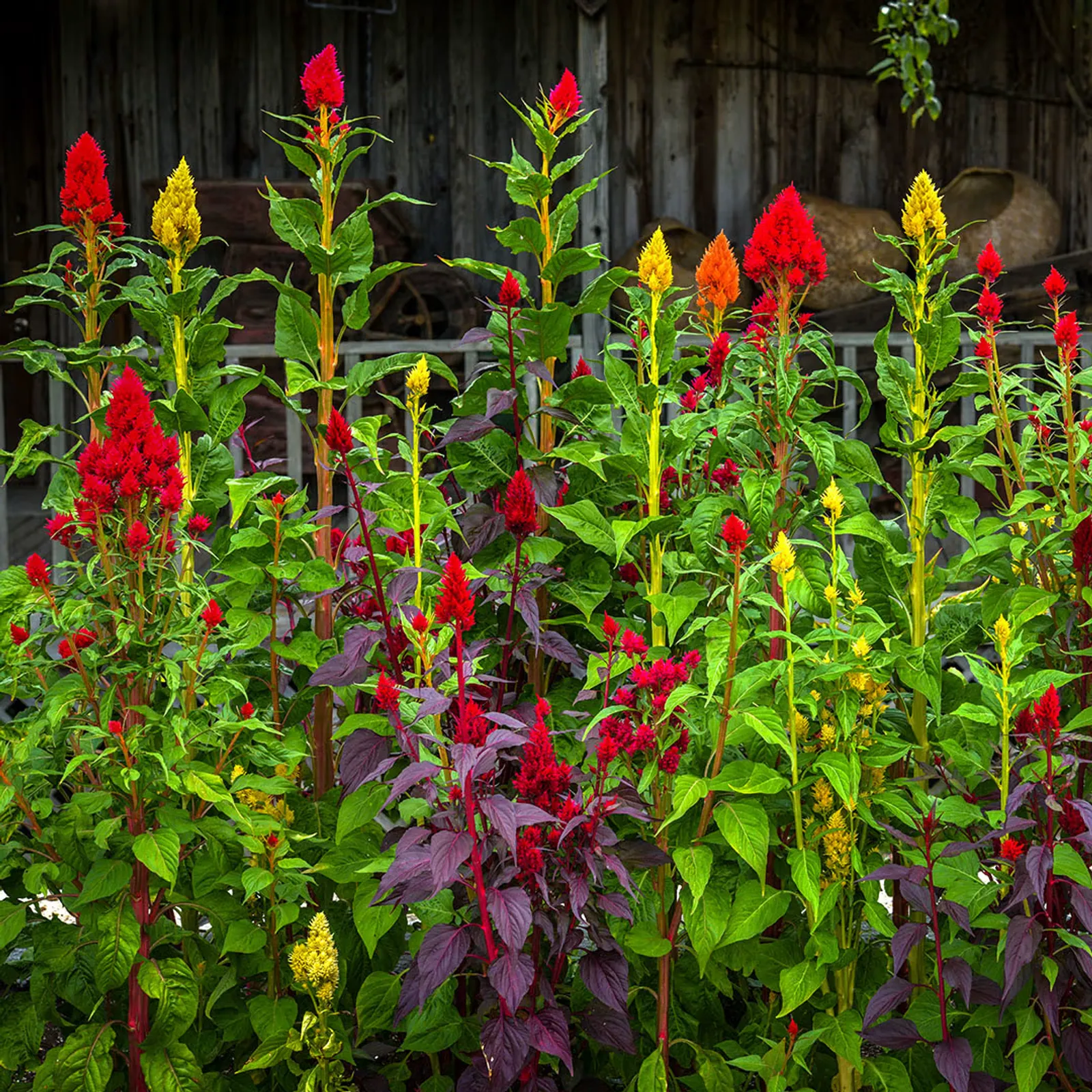 Eternity Mix Celosia