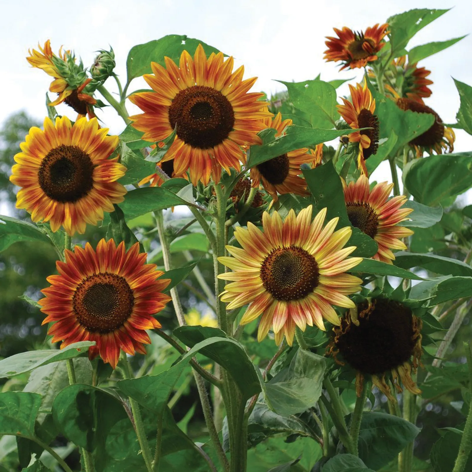 Evening Sun Mixed Colors Sunflower