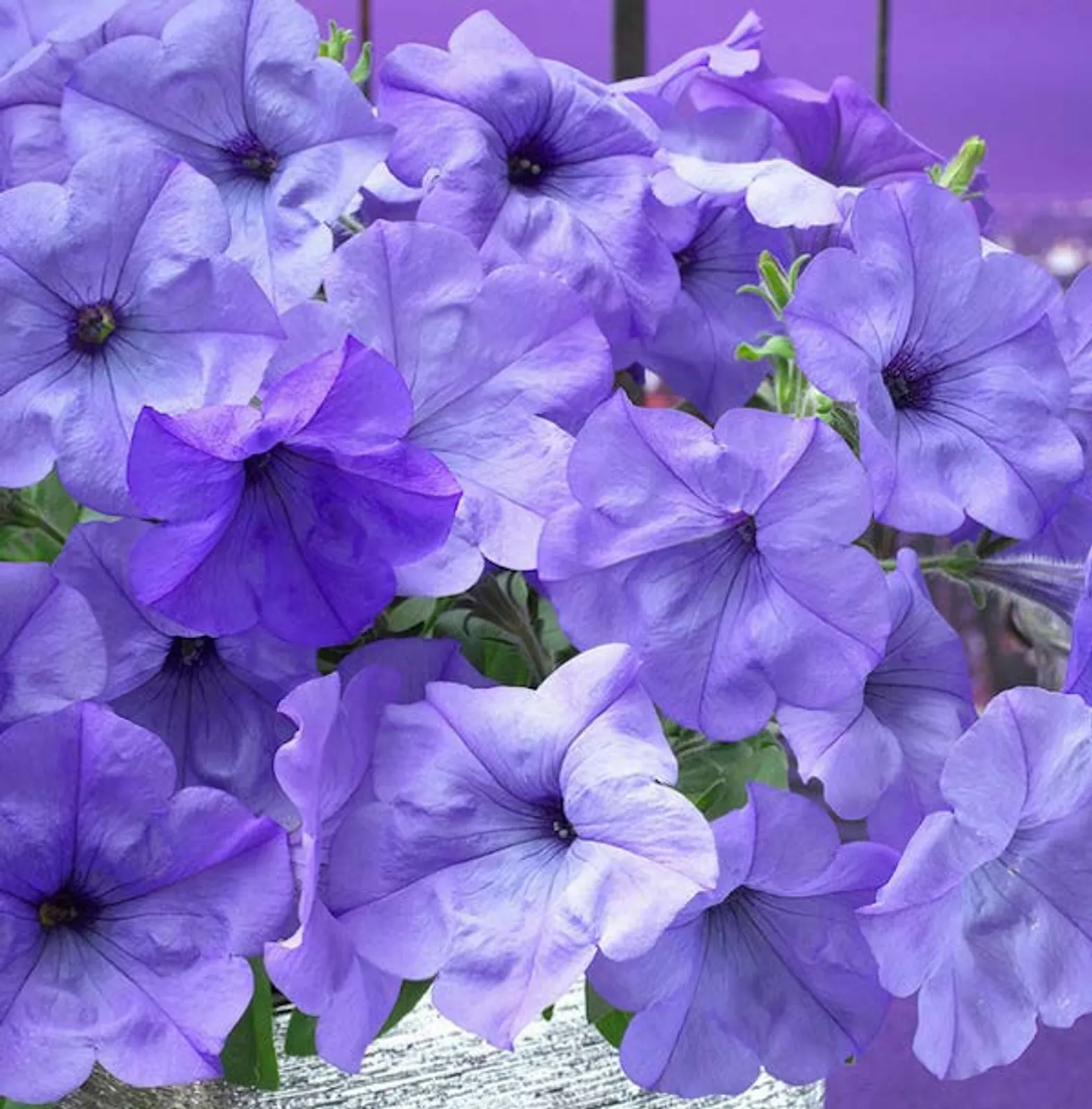 Evening Scentsation Hybrid Spreading Petunia