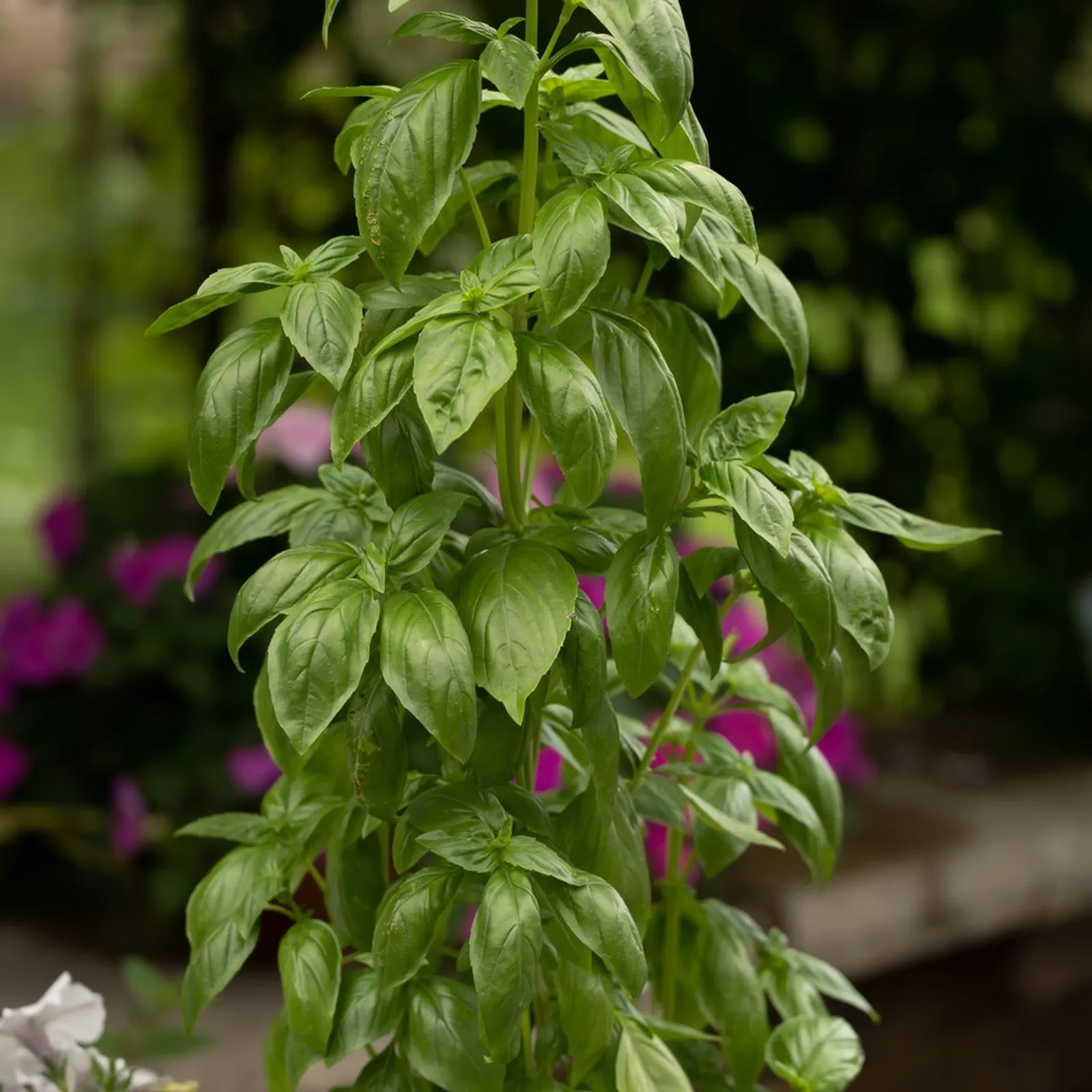 Emerald Towers Basil