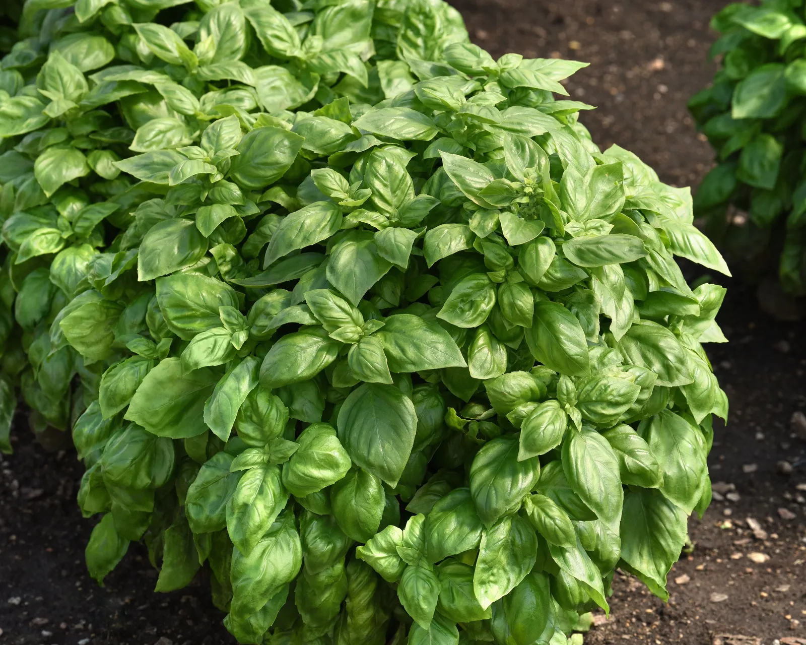 Genovese Basil