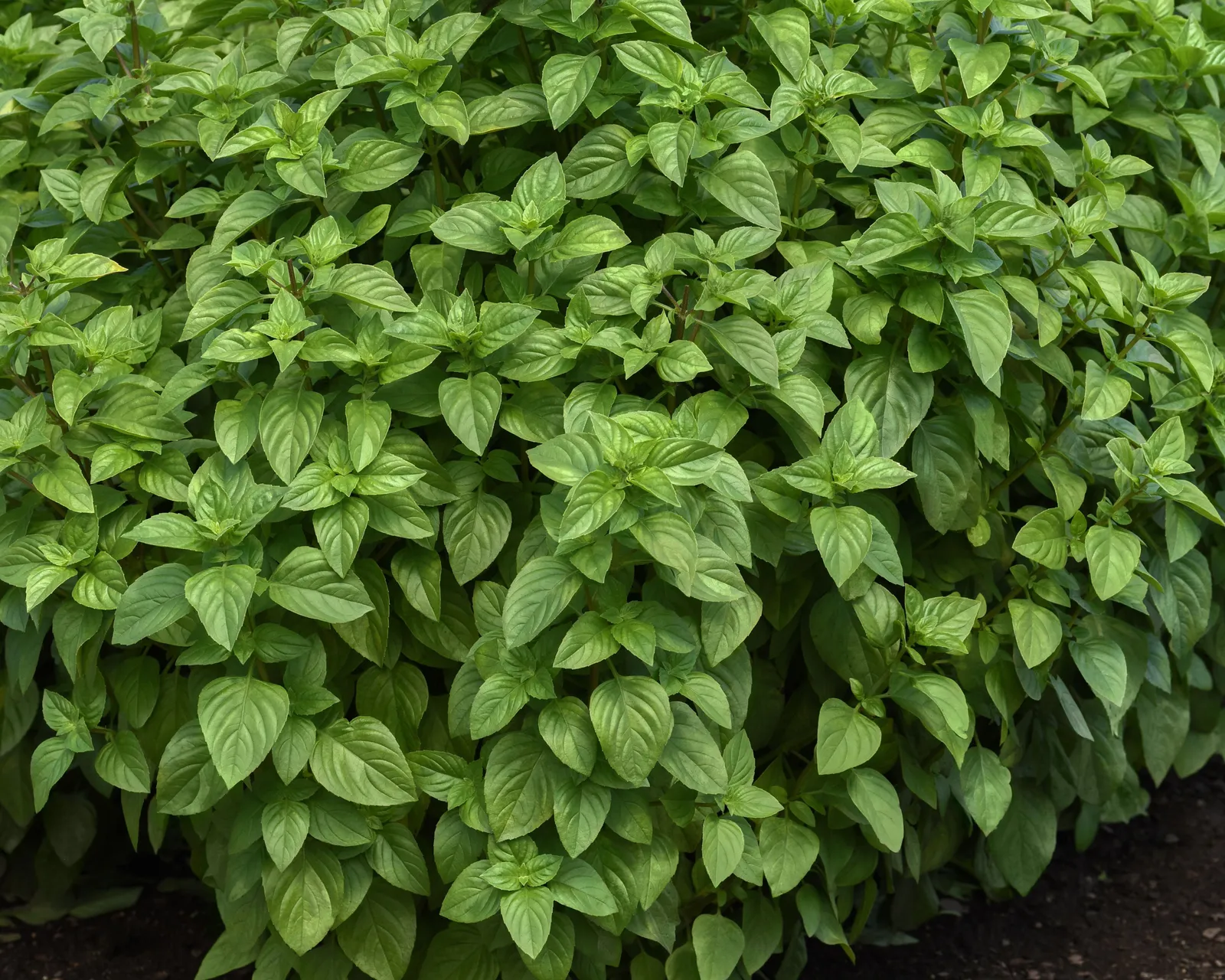 Everleaf Lemon Basil