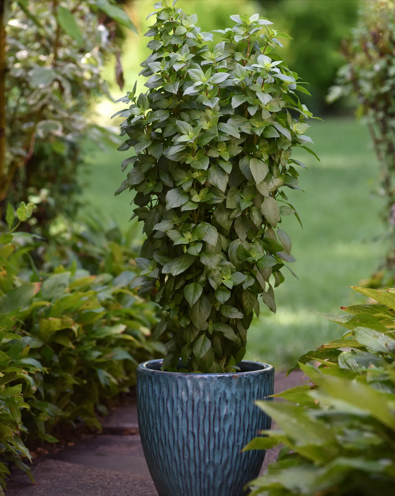 Everleaf Thai Towers Basil