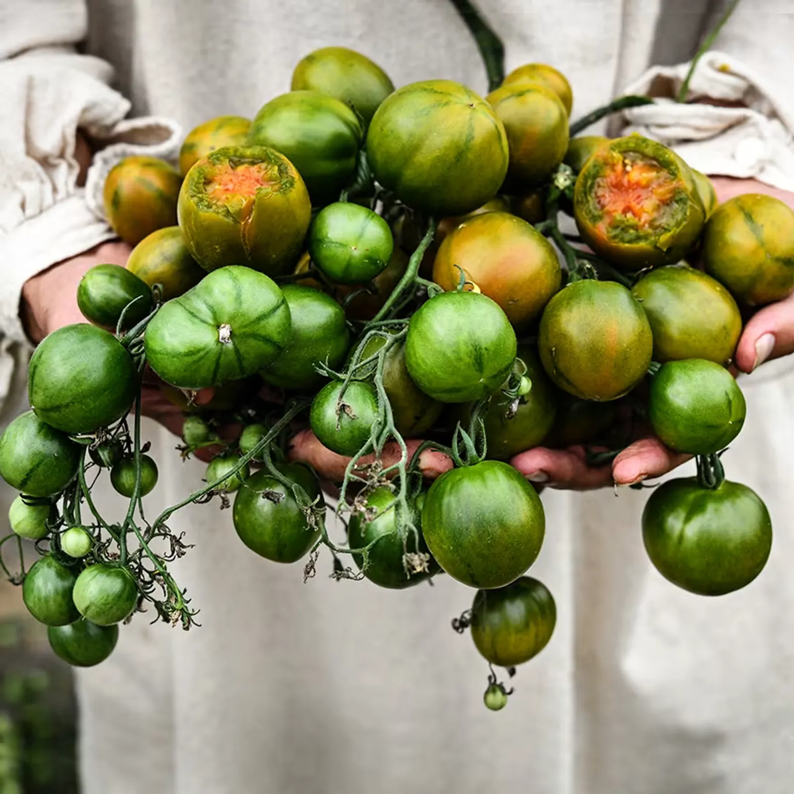 Evil Olive Tomatoes