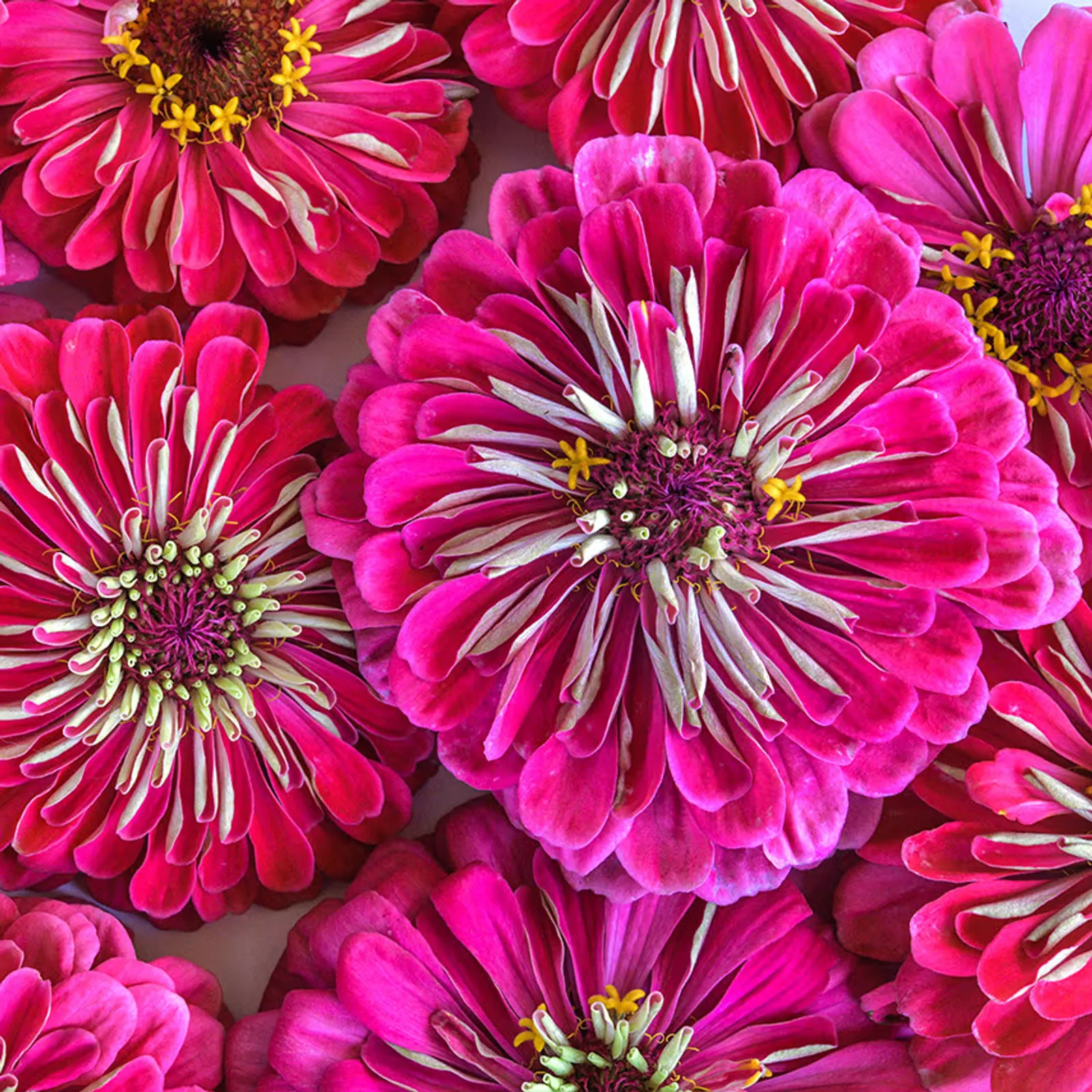 Exquisite Zinnia