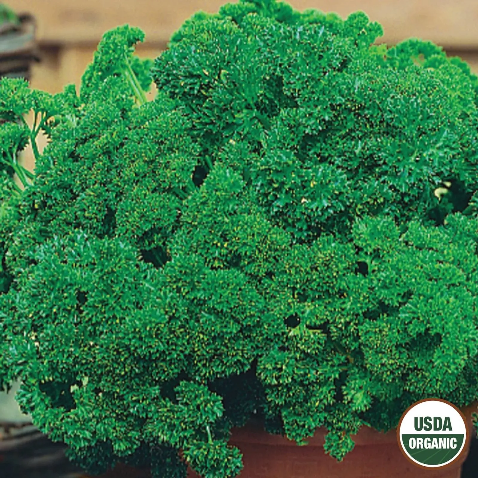 Extra Triple Curled Parsley