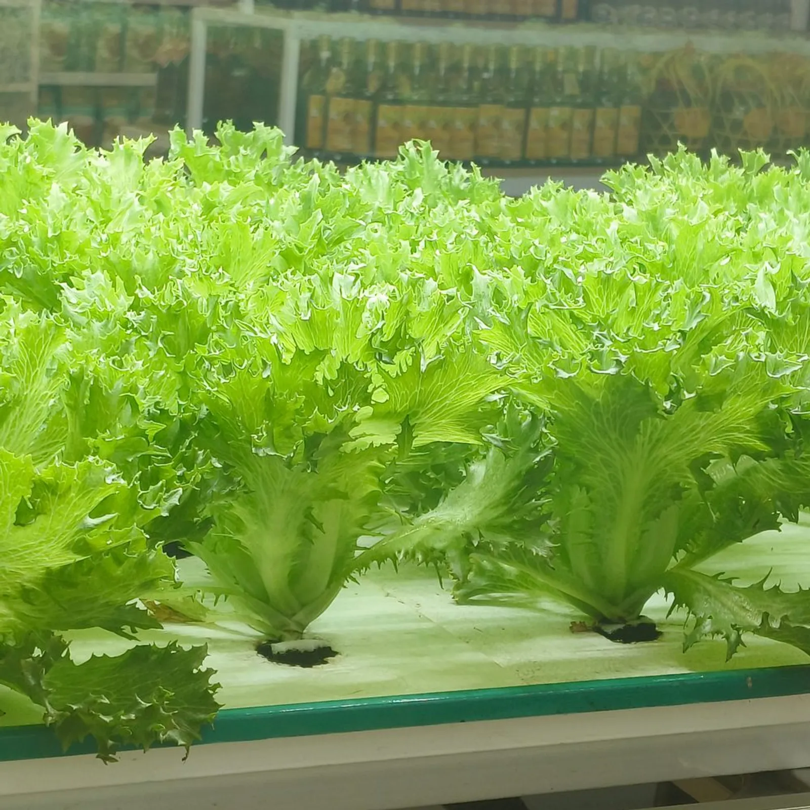 Ezrilla Leaf Lettuce
