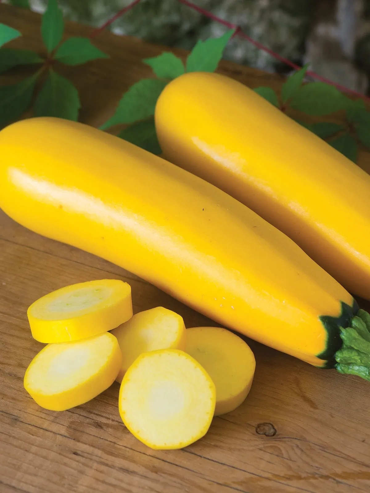 Summer, Golden Egg Hybrid Squash