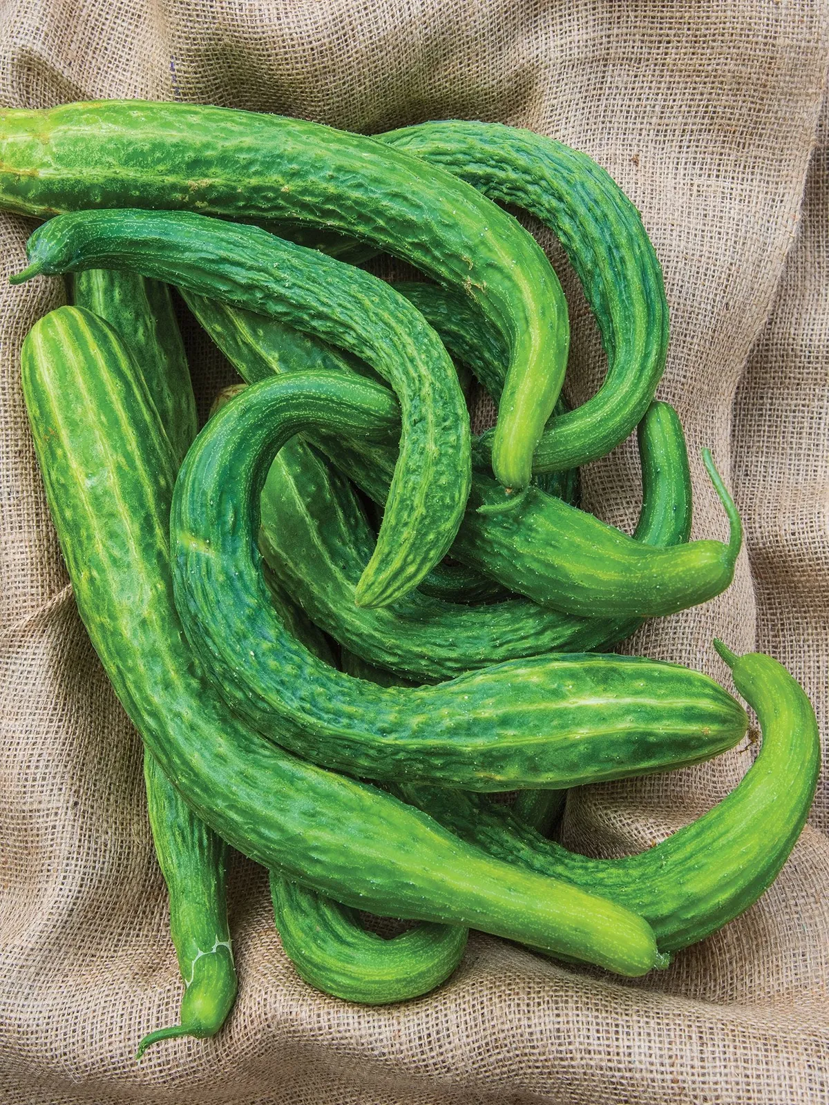 Suyo Long Cucumbers