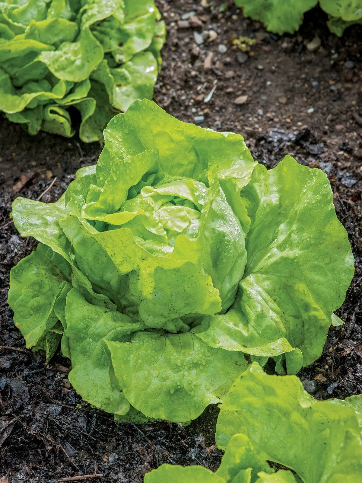 Dynamite Lettuce