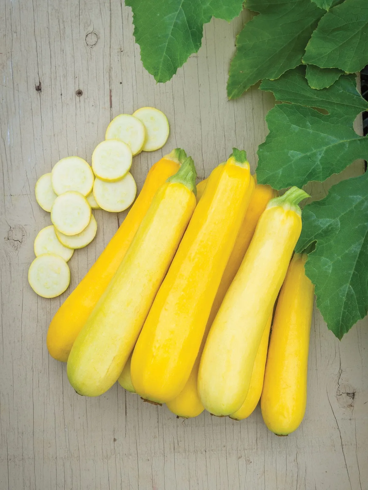 Summer, Butterstick Hybrid Squash