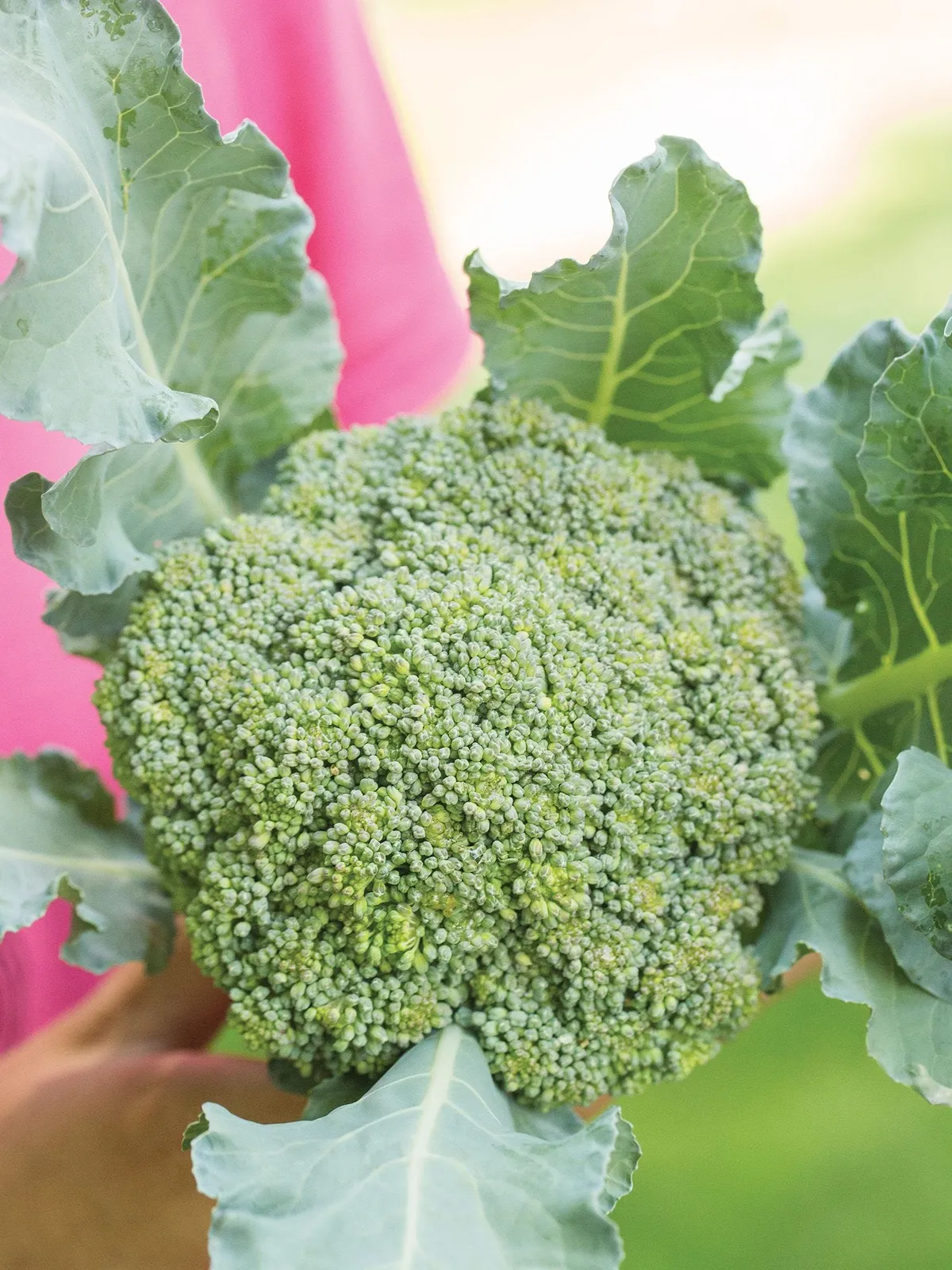 Eastern Magic Hybrid Broccoli