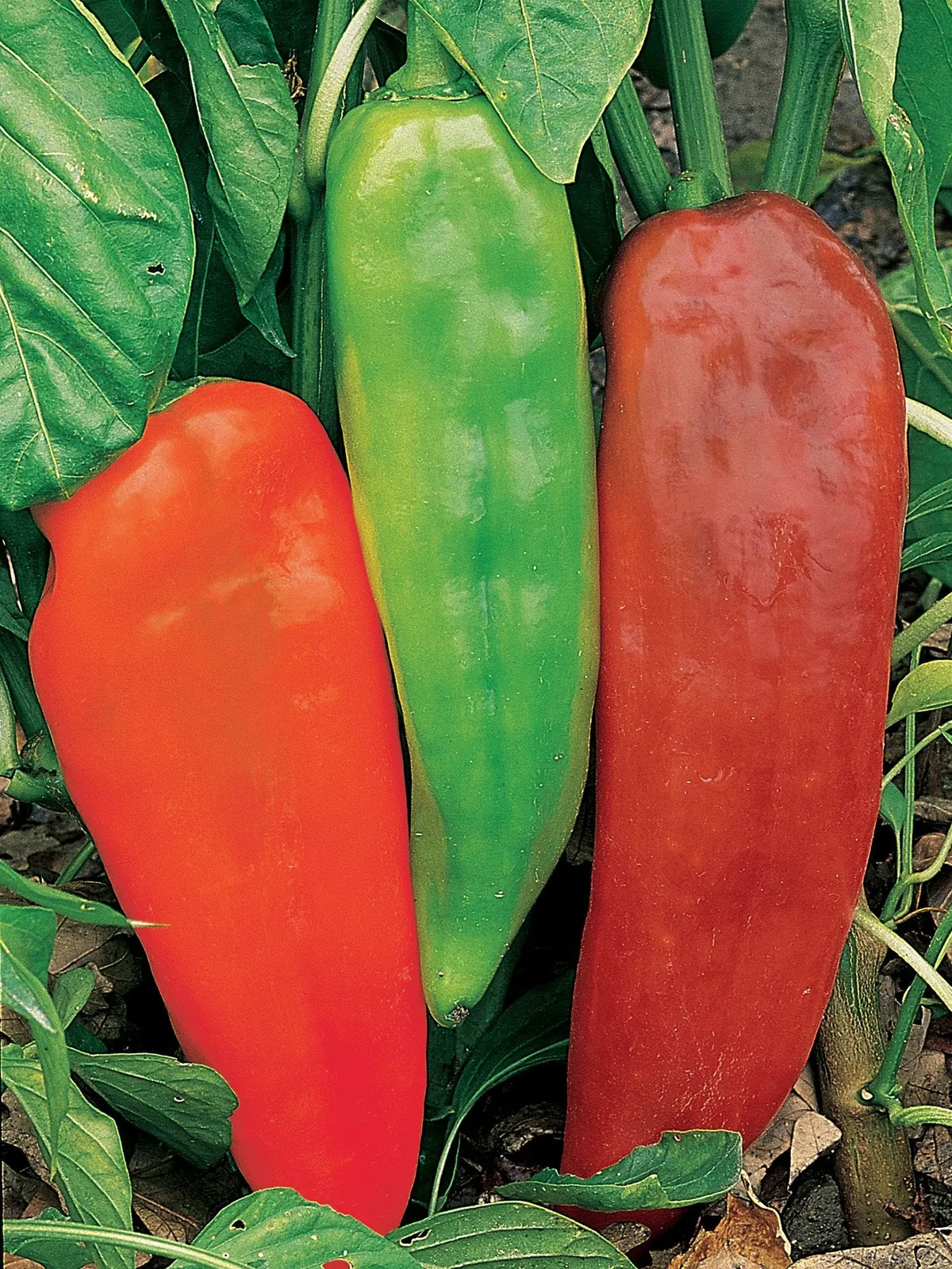 Sweet, Corno di Toro Peppers