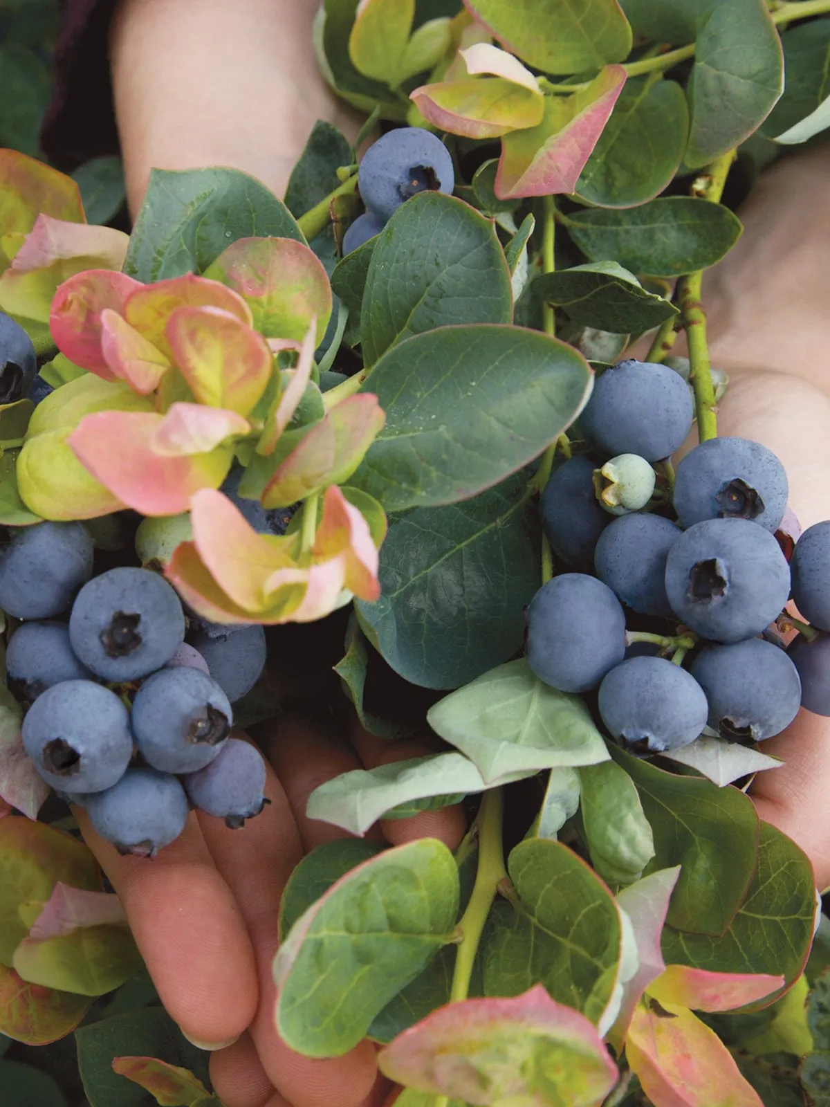 Peach Sorbet Blueberries