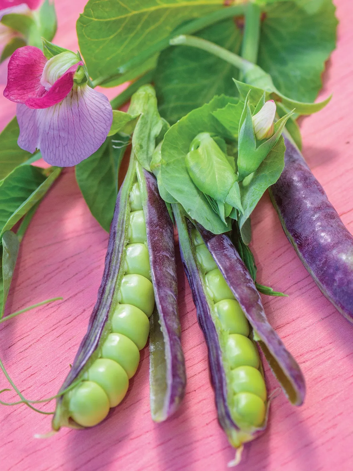 Sugar Magnolia Peas
