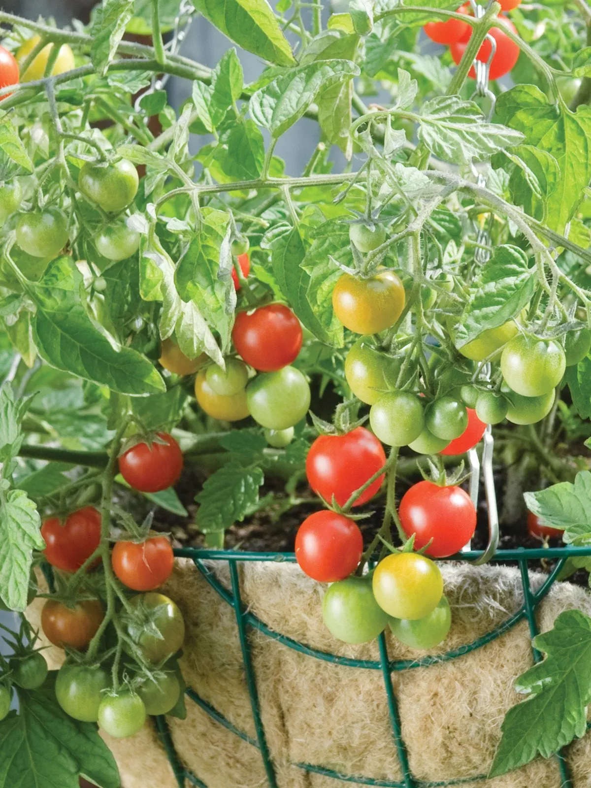 Sweetheart Of The Patio Hybrid Tomatoes