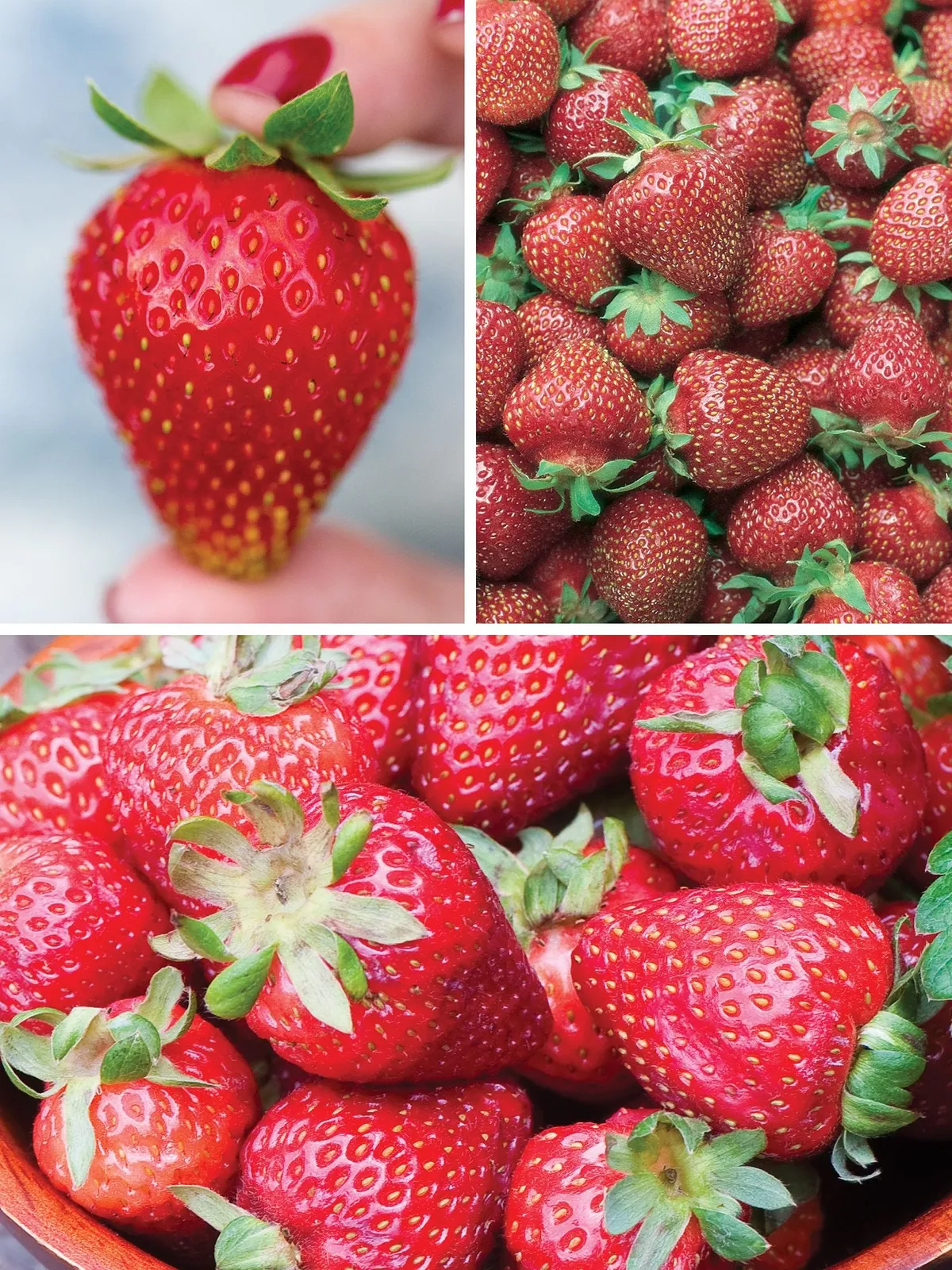 Three Great Strawberries Collection Strawberries