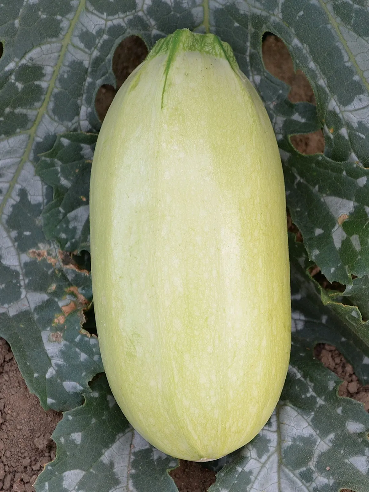 Summer, Great Griller Hybrid Squash
