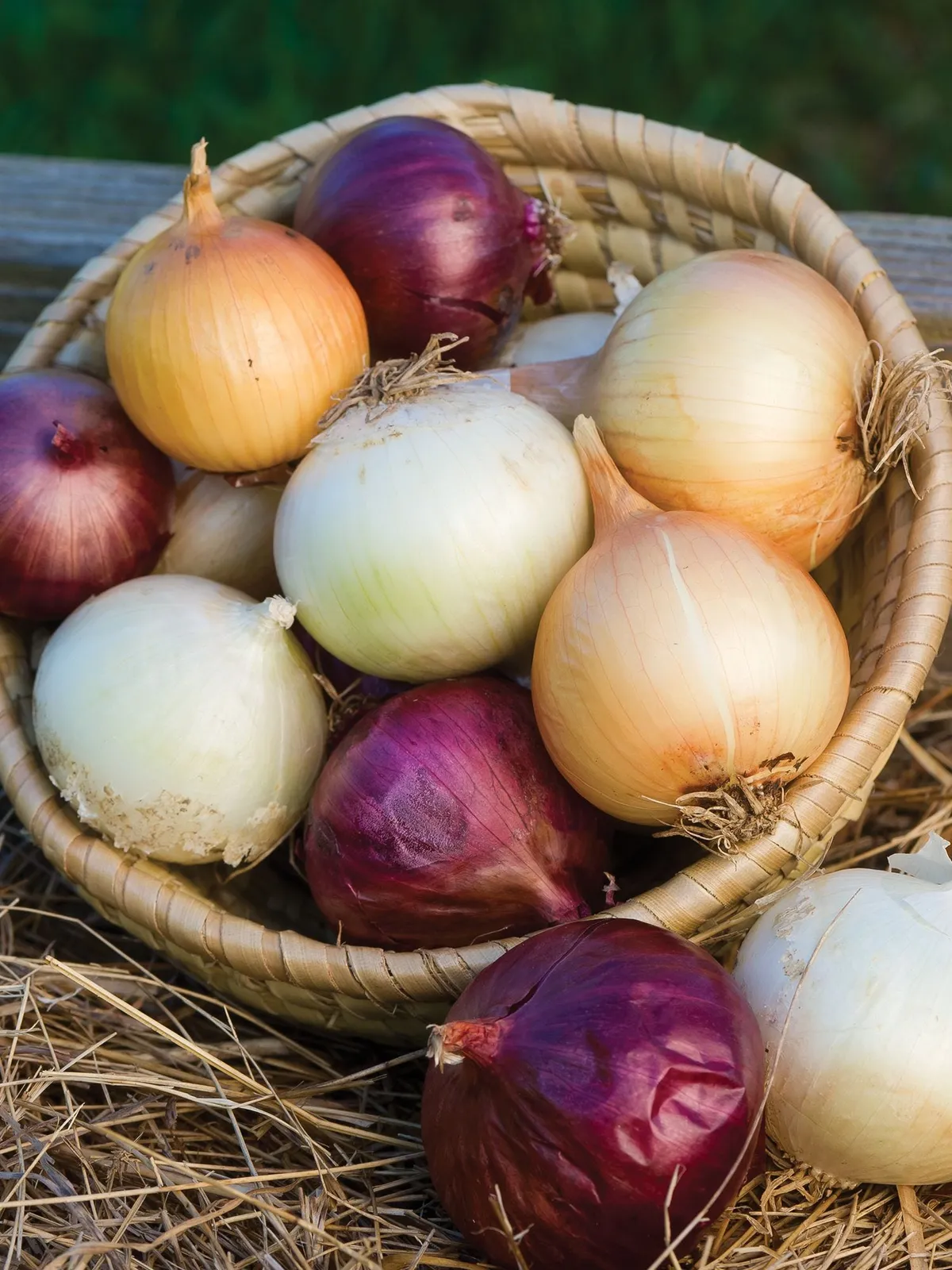 Long Day Collection Onions