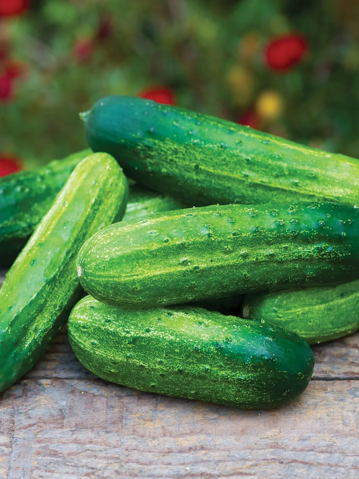 Pick a Bushel Hybrid Cucumbers